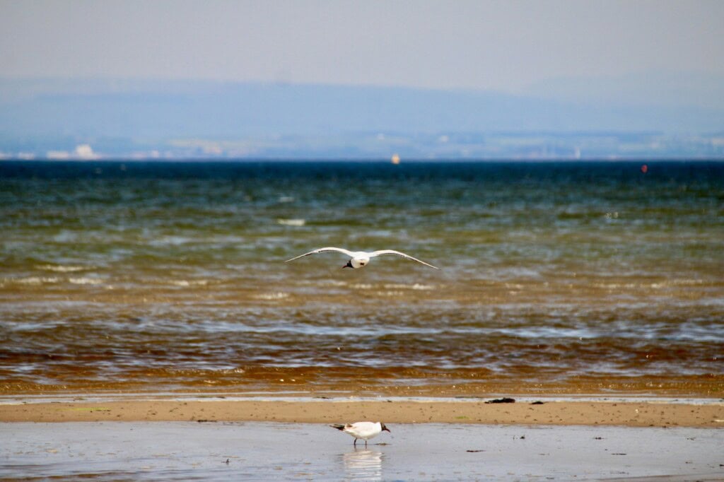 Black-Headed Gull in Flight