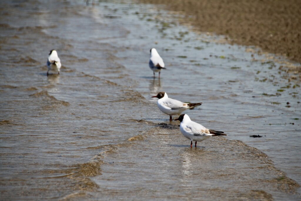 Black headed gull