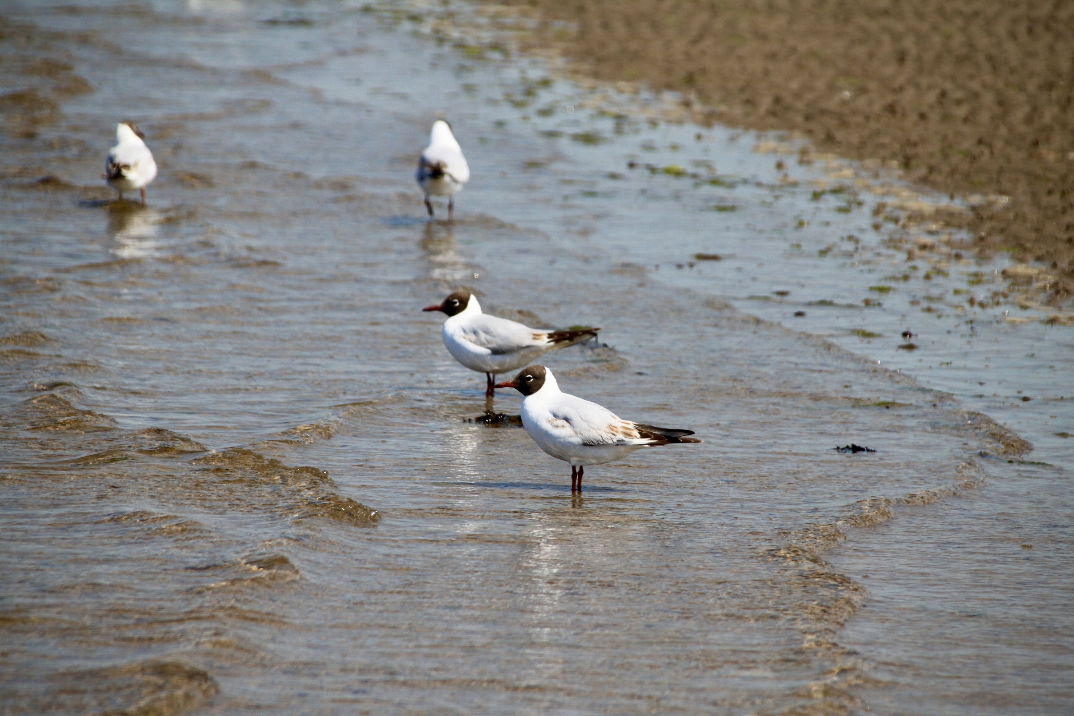 Black Headed Gull — Monday Portrait July 17