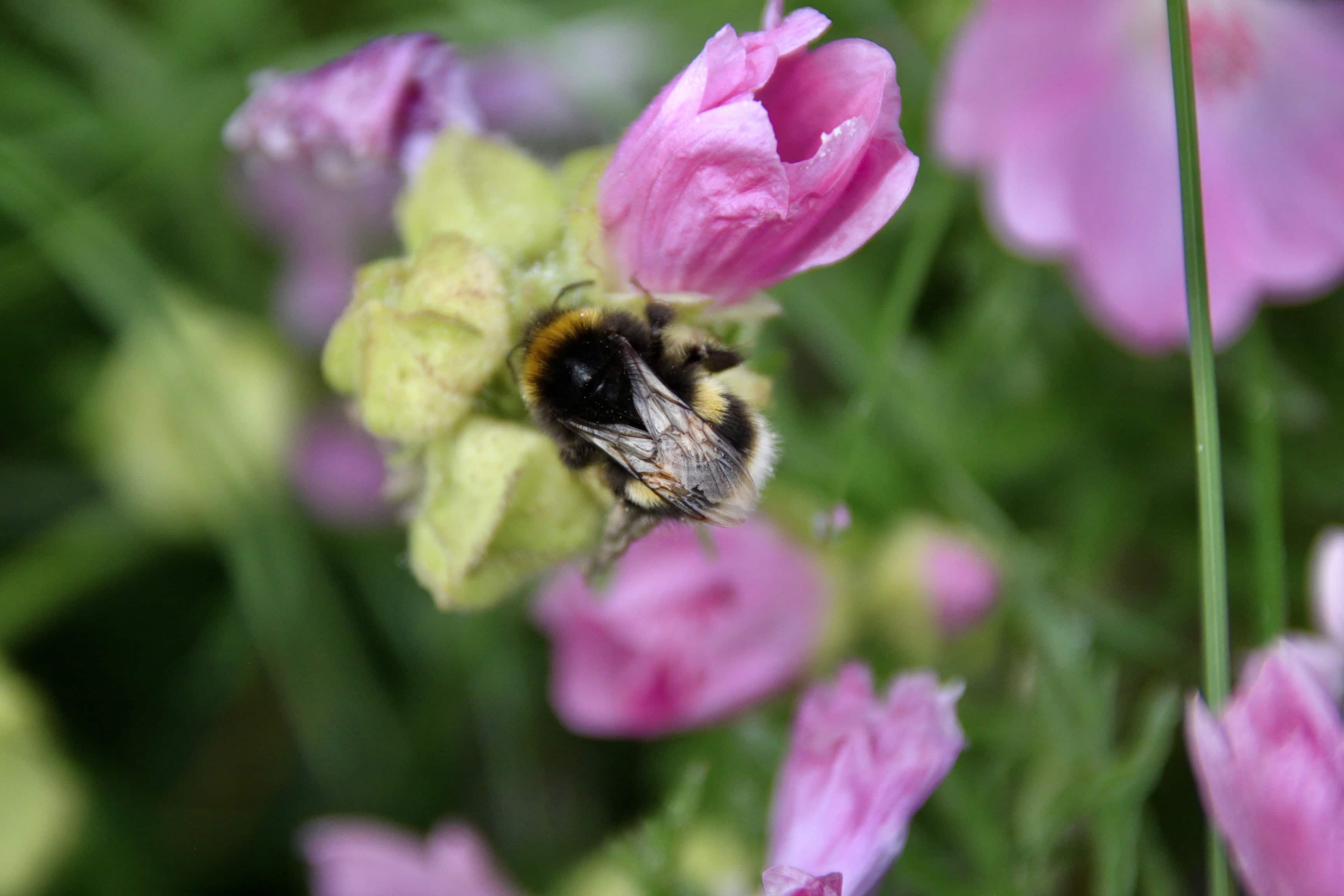 Bee — Macro Monday July 31