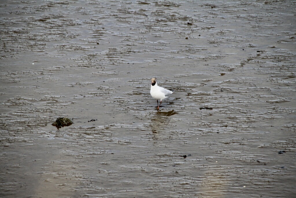 Black-headed Gull