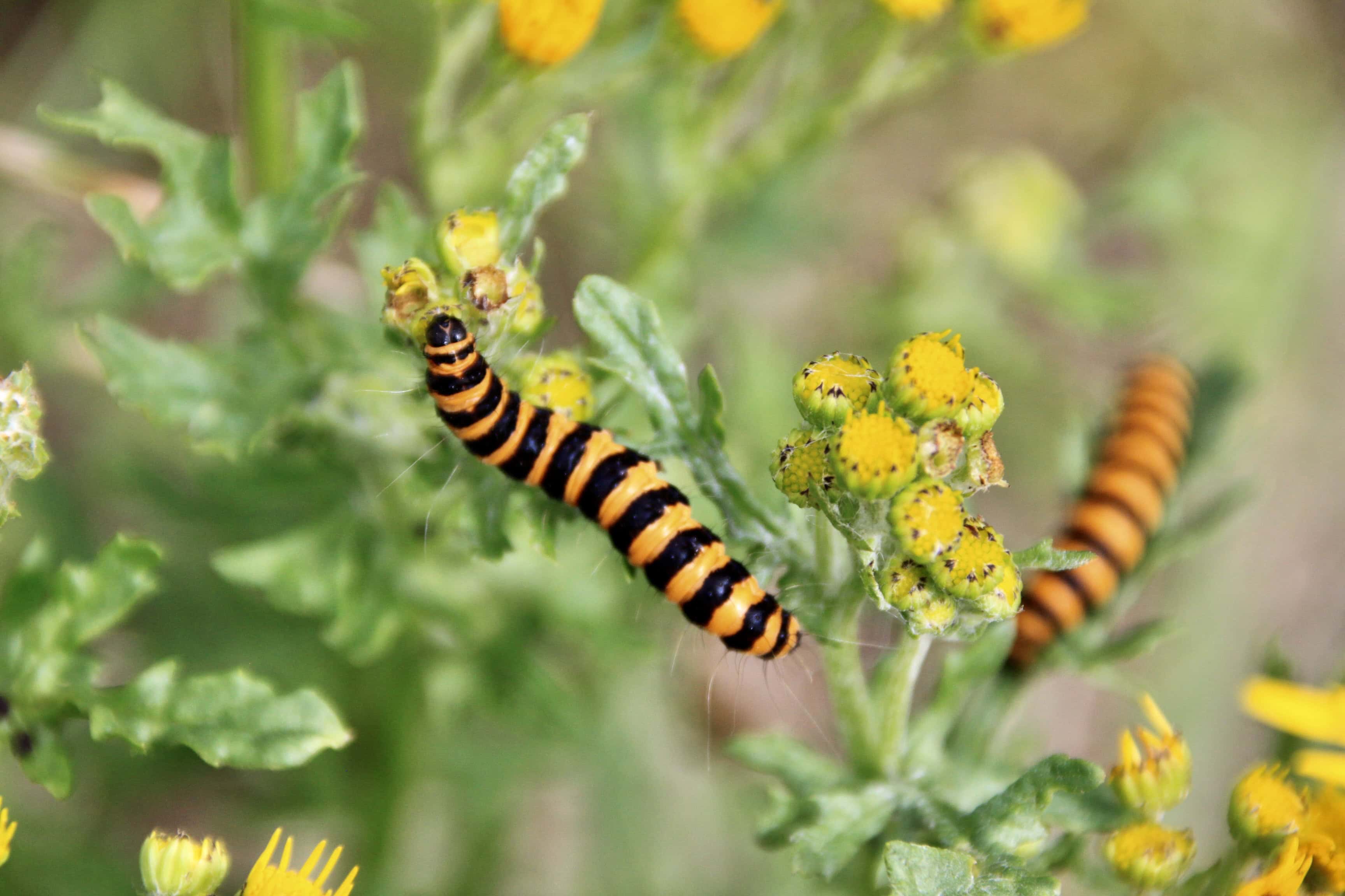 Cinnabar — Macro Monday July 24