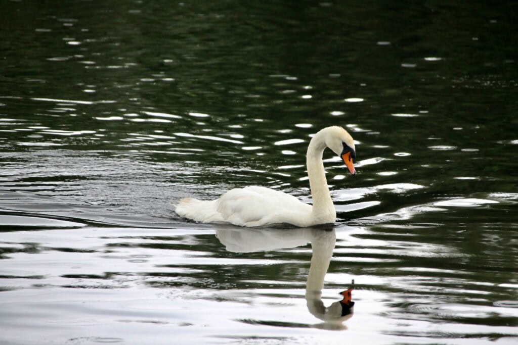 Mute Swan