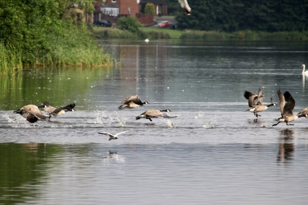 Canada Geese taking off on Broadwood Loch