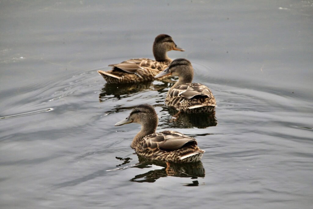 Female mallards