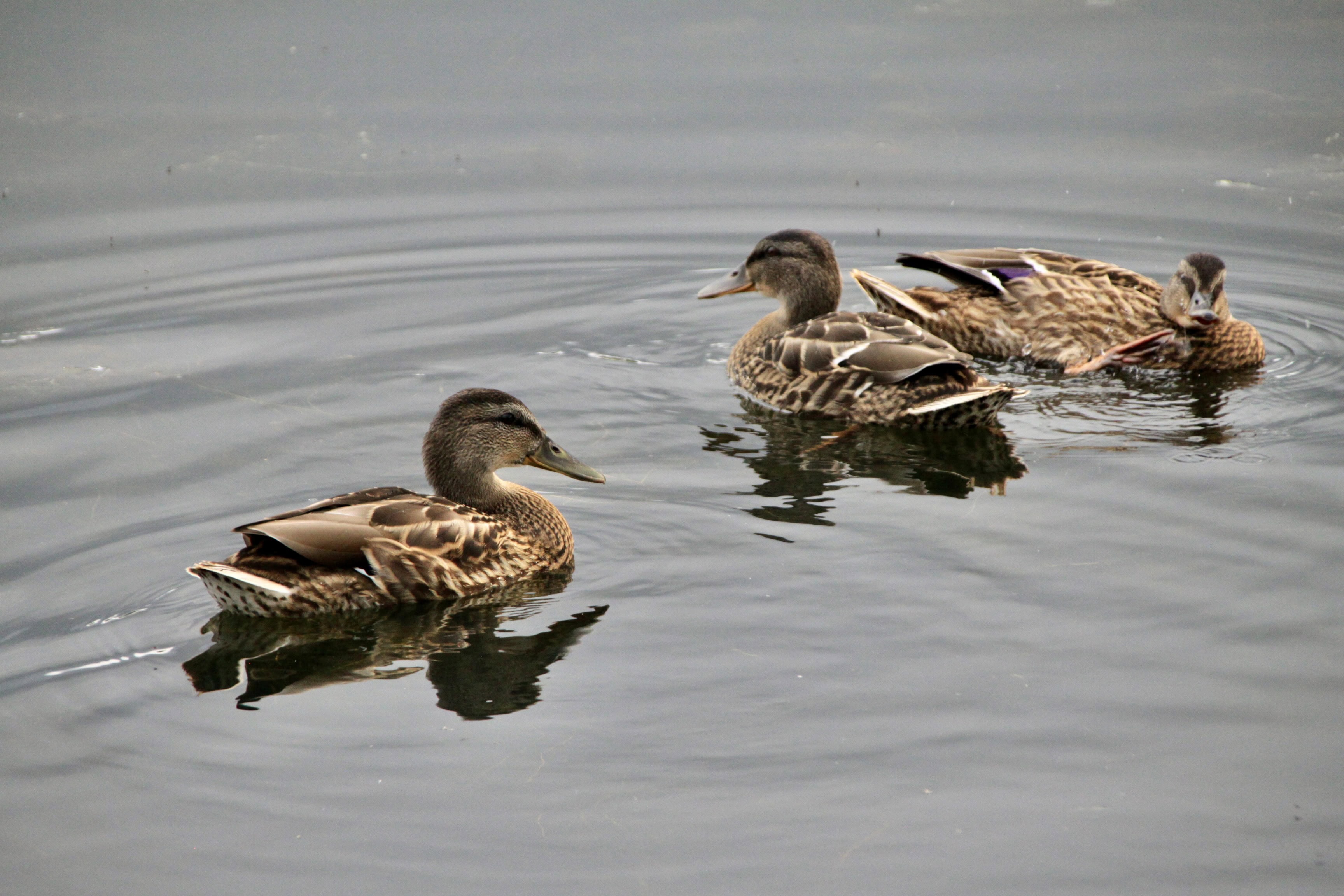 Mallards — Thursday Trios