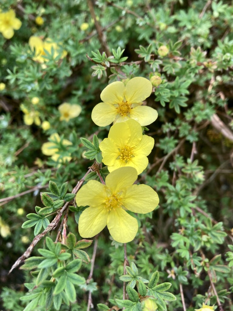 Shrubby Cinquefoil