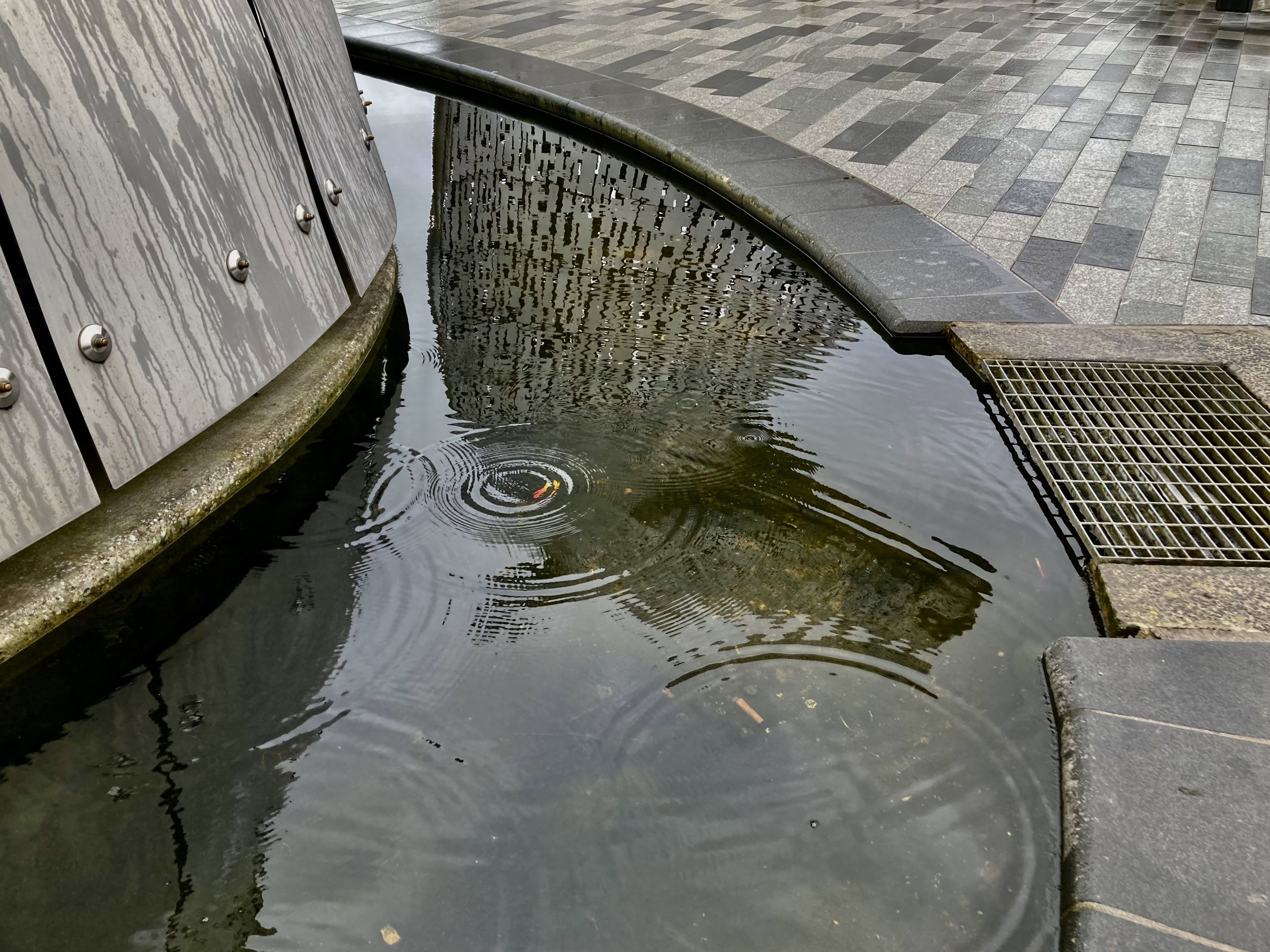 Kelpie Reflection — Cellpic Sunday