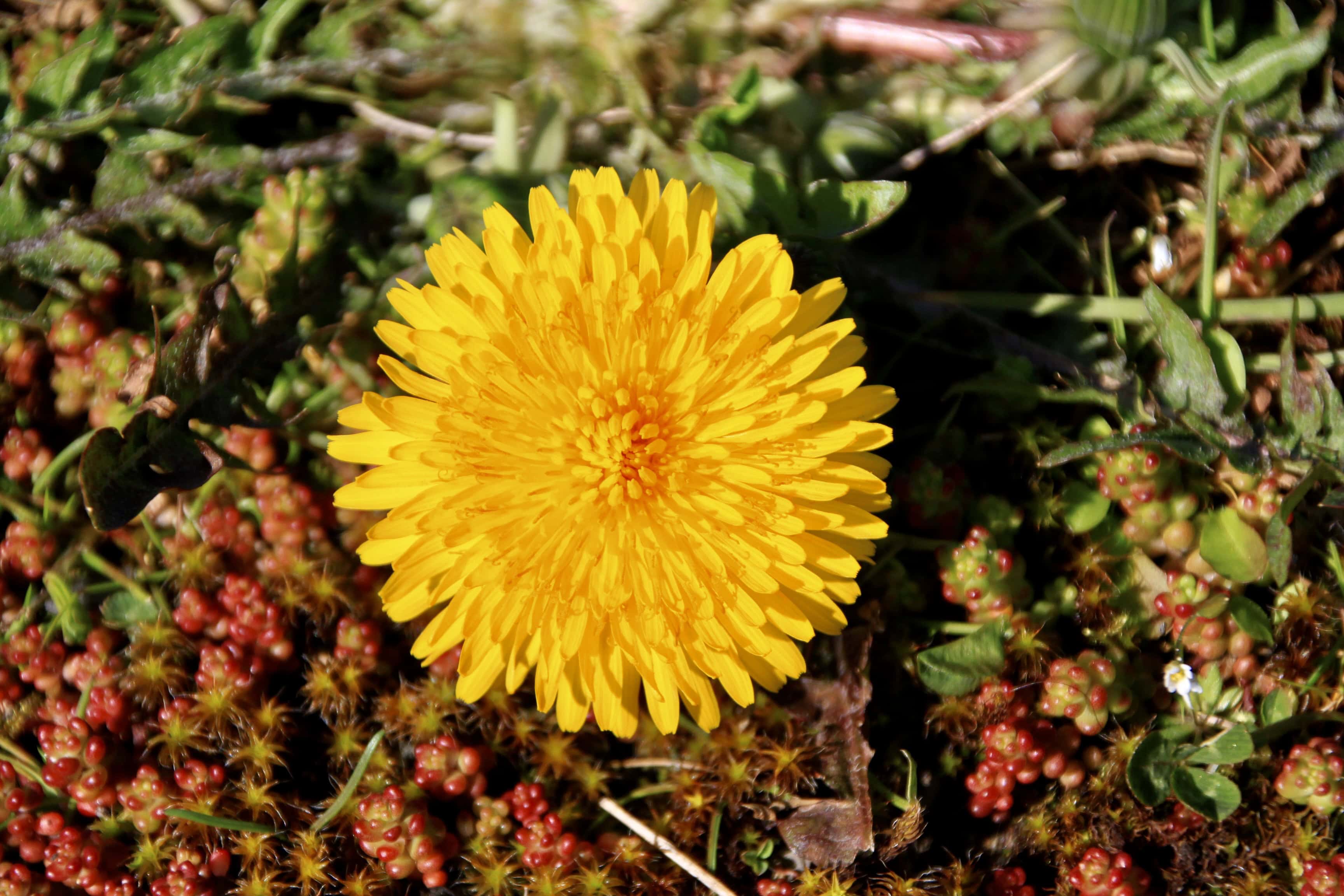 Dandelion– Sunny Sunday