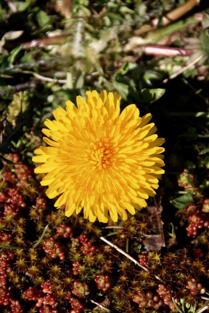 Dandelion