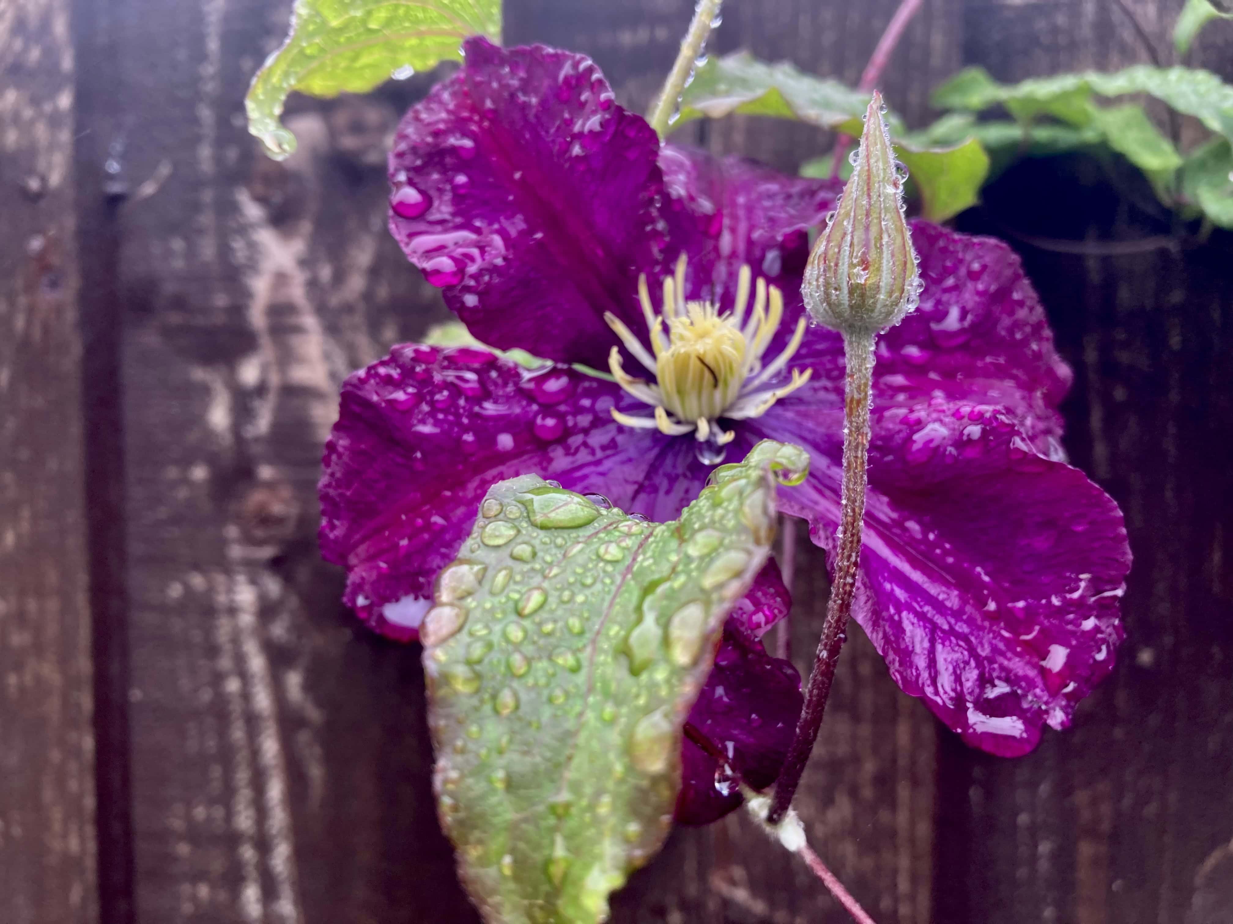 Clematis & Raindrops — Macro Monday Aug 14