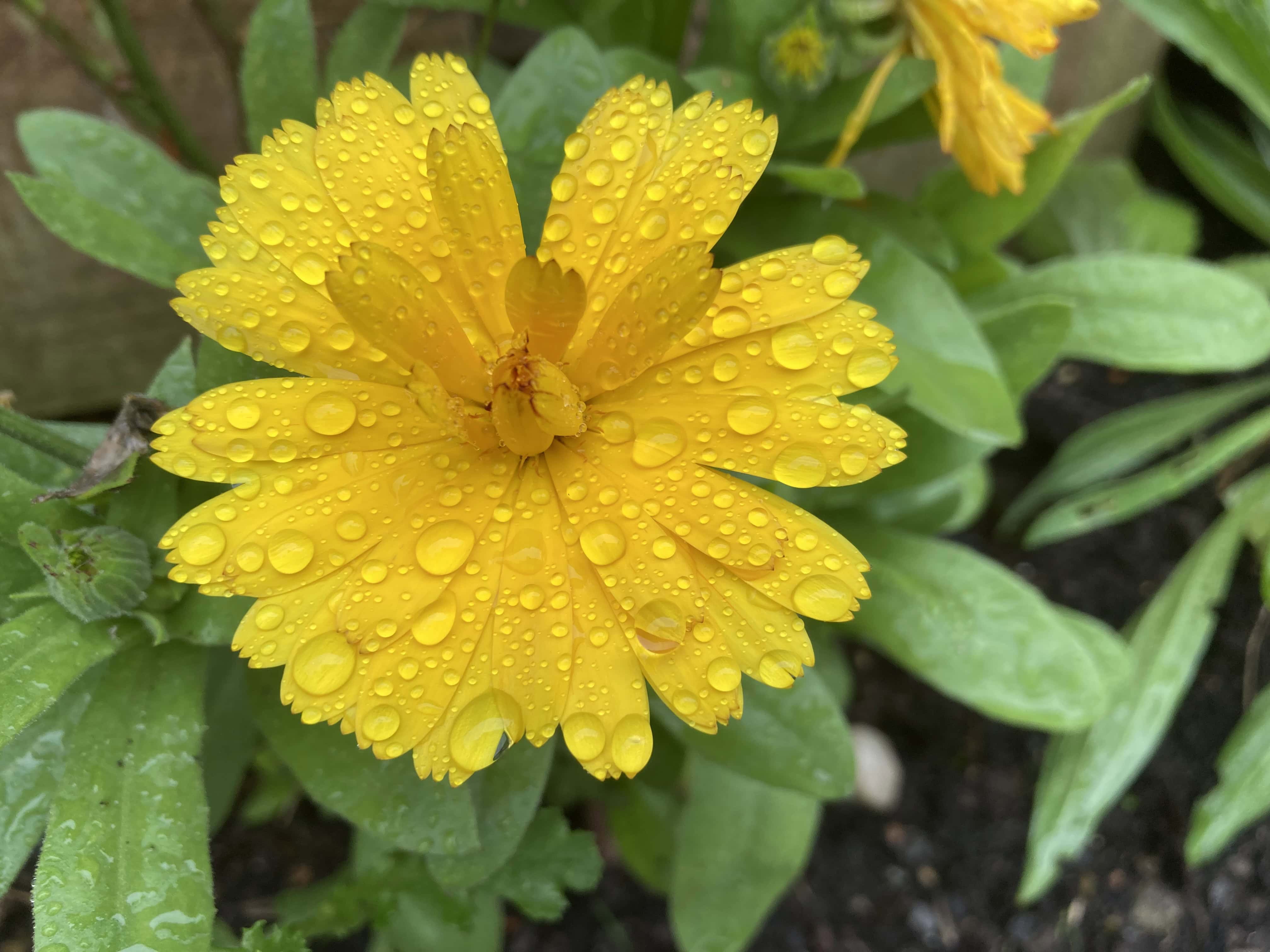 Brightness in the Rain– Sunny Sunday