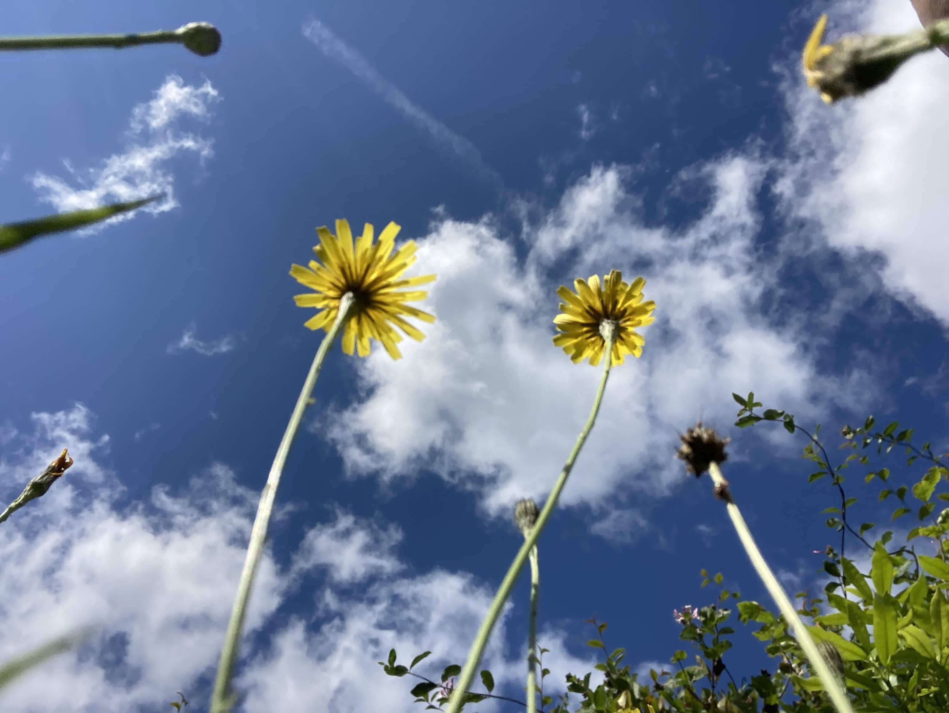 Ant’s View of the Flowers Above