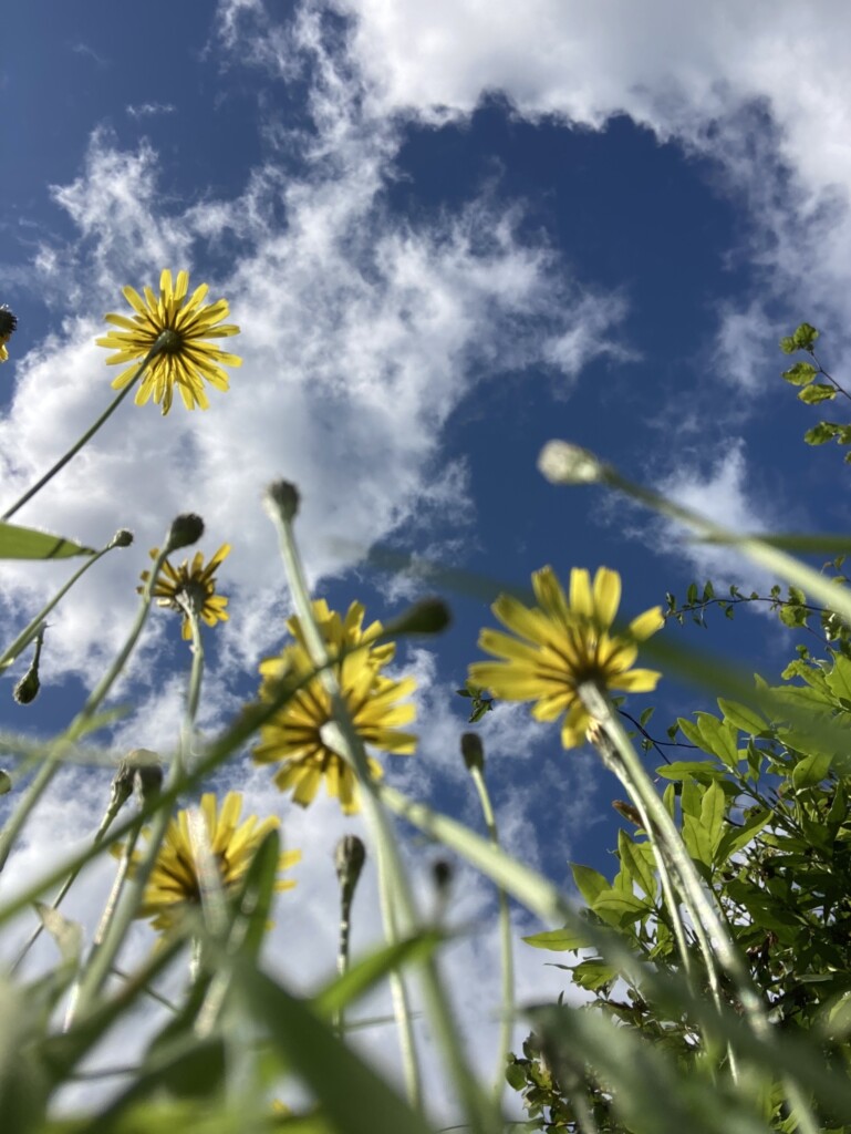 Flowers from below