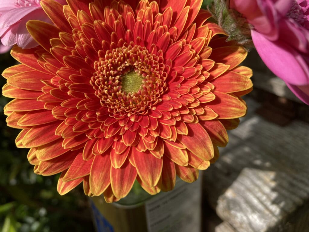 Chinese Asters