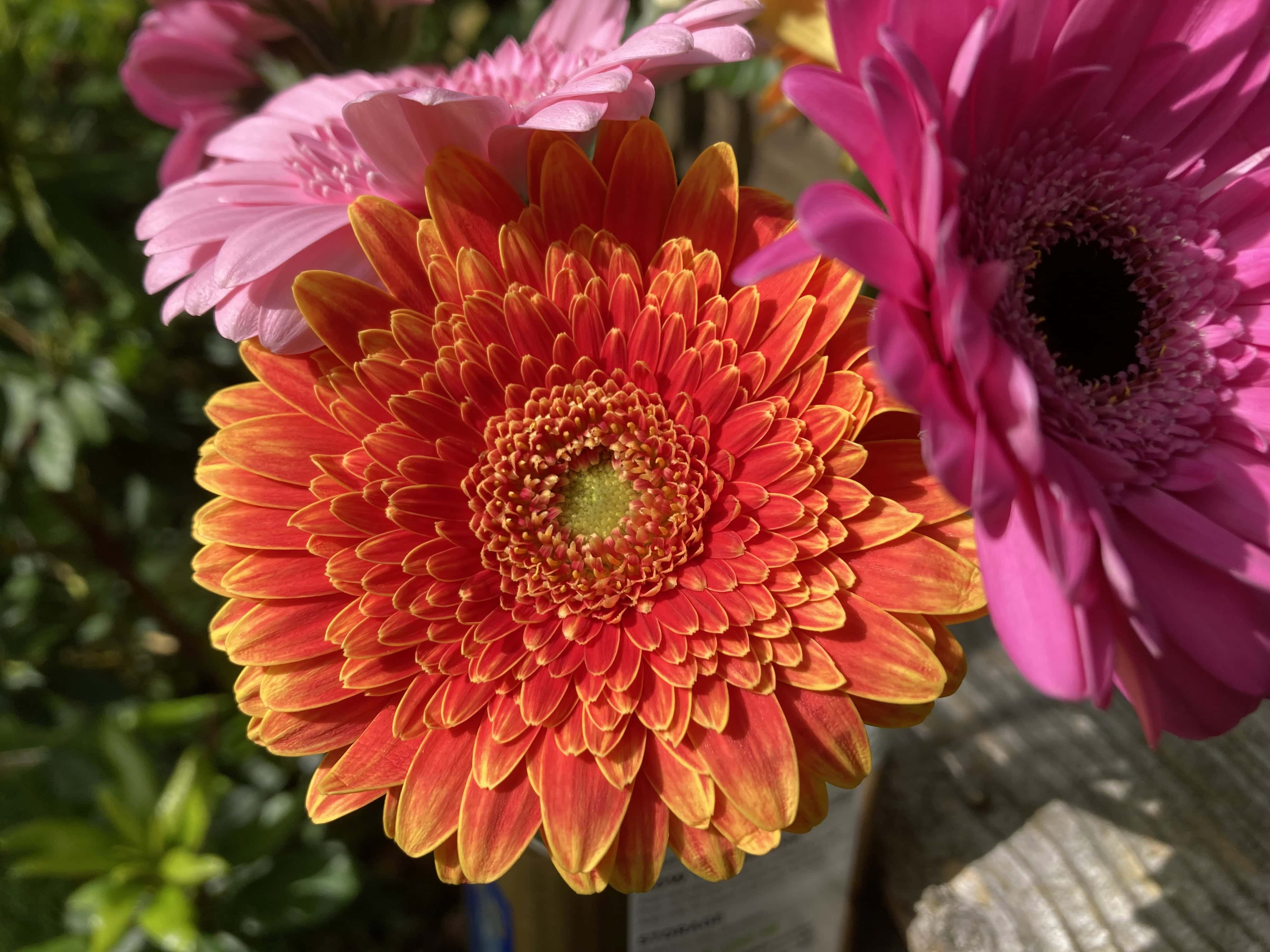 Chinese Asters — FOTD Aug 19
