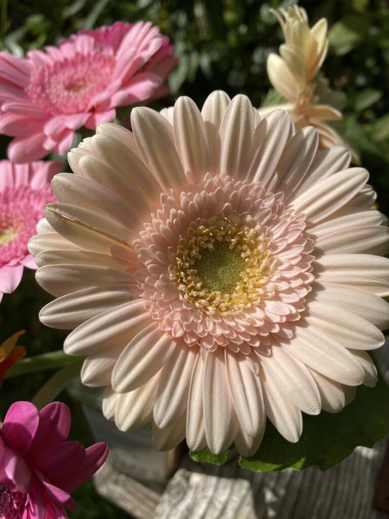 Chinese Asters