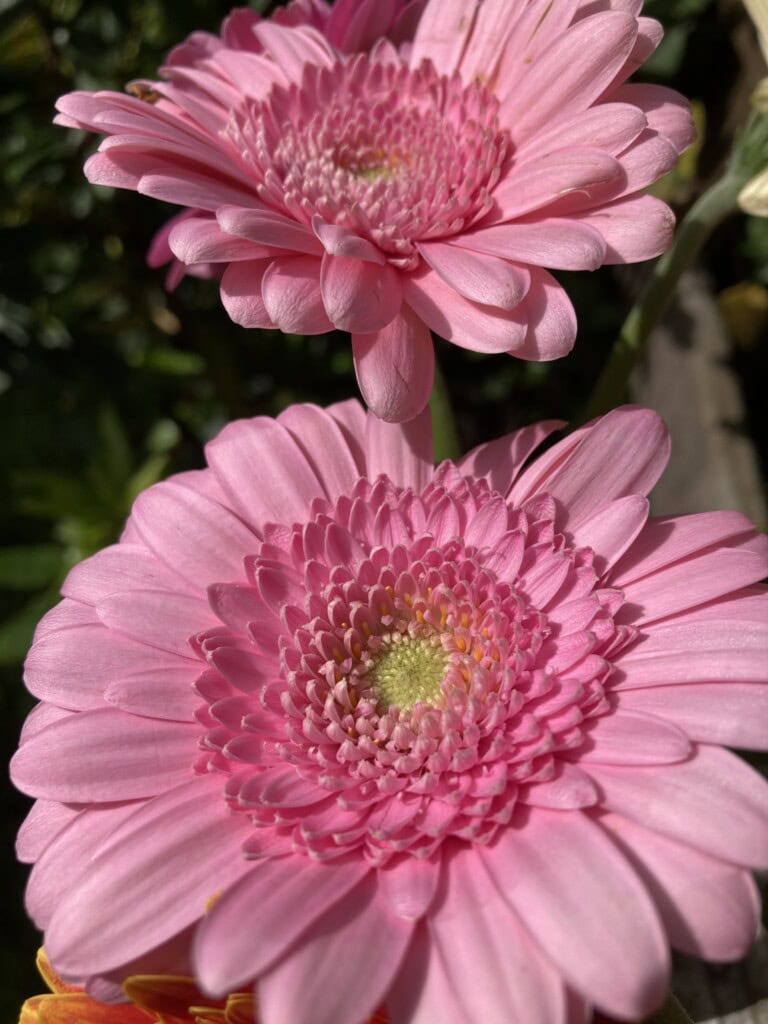 Chinese Asters 