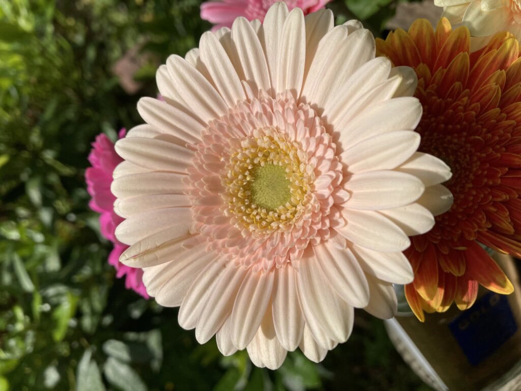 Chinese Asters