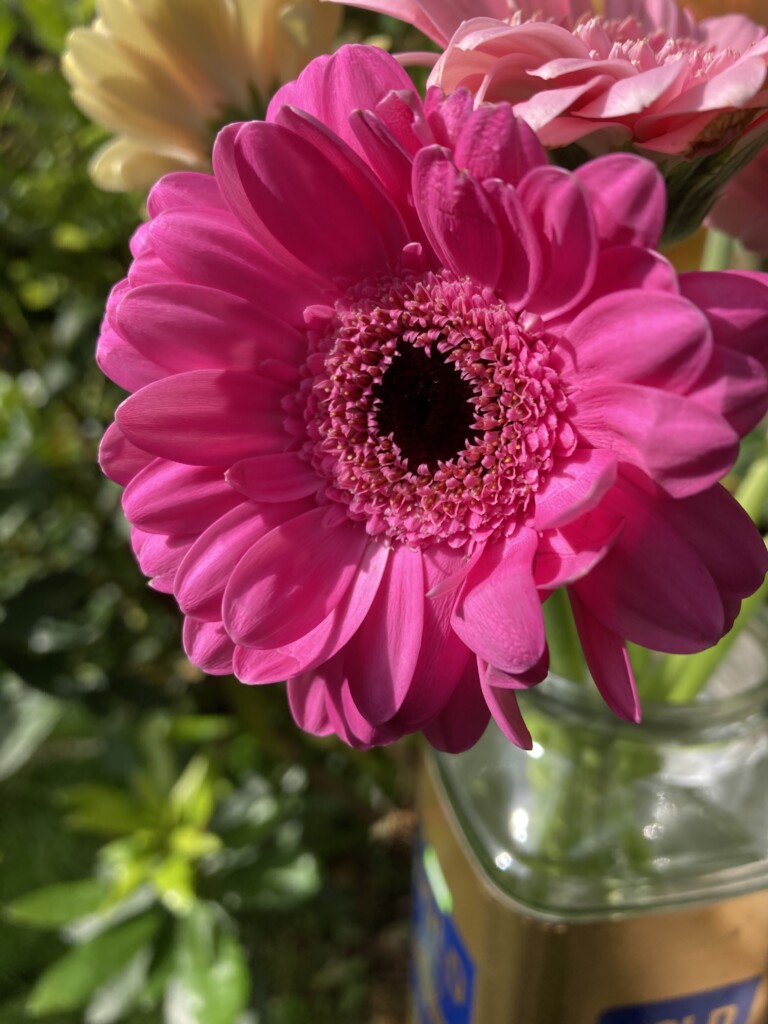 Chinese Asters