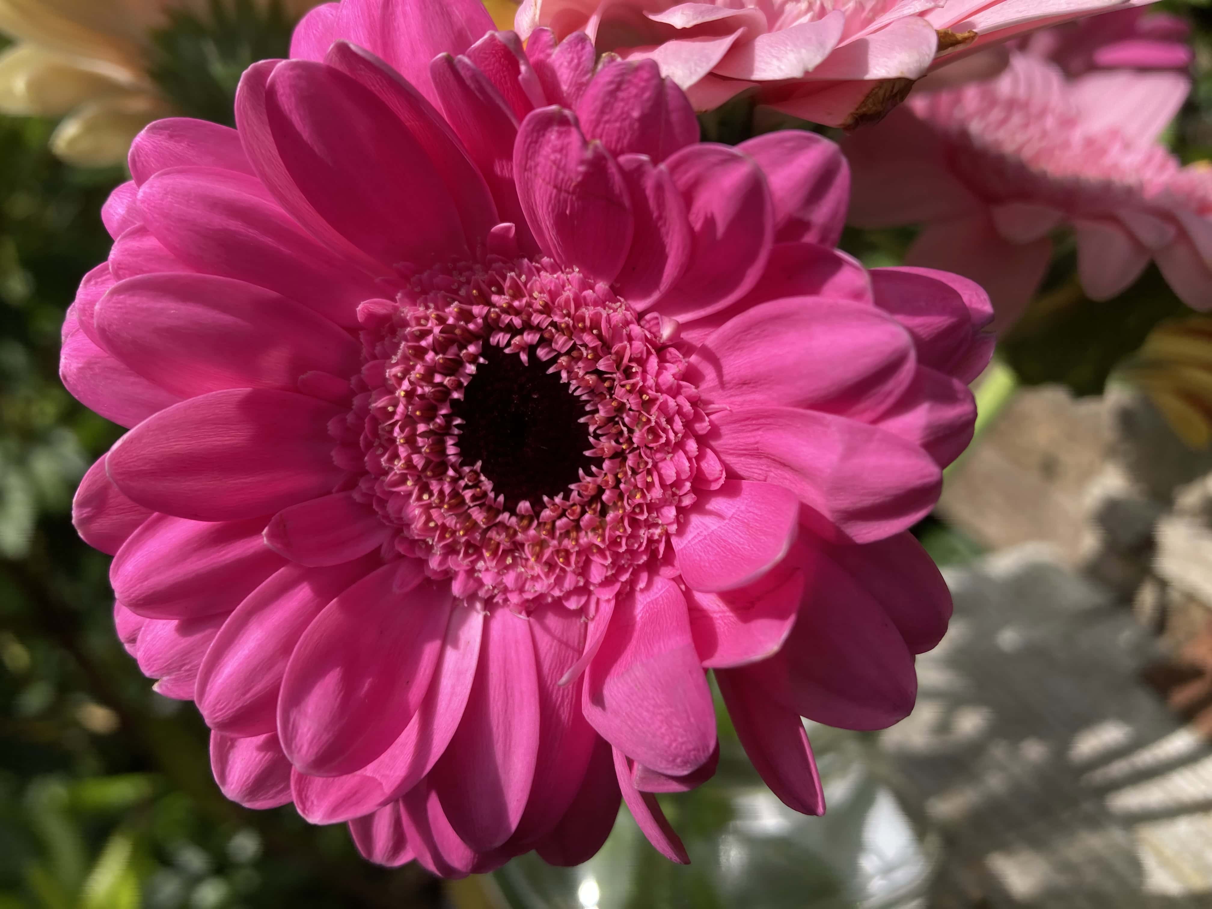 Chinese Asters — FOTD Aug 21