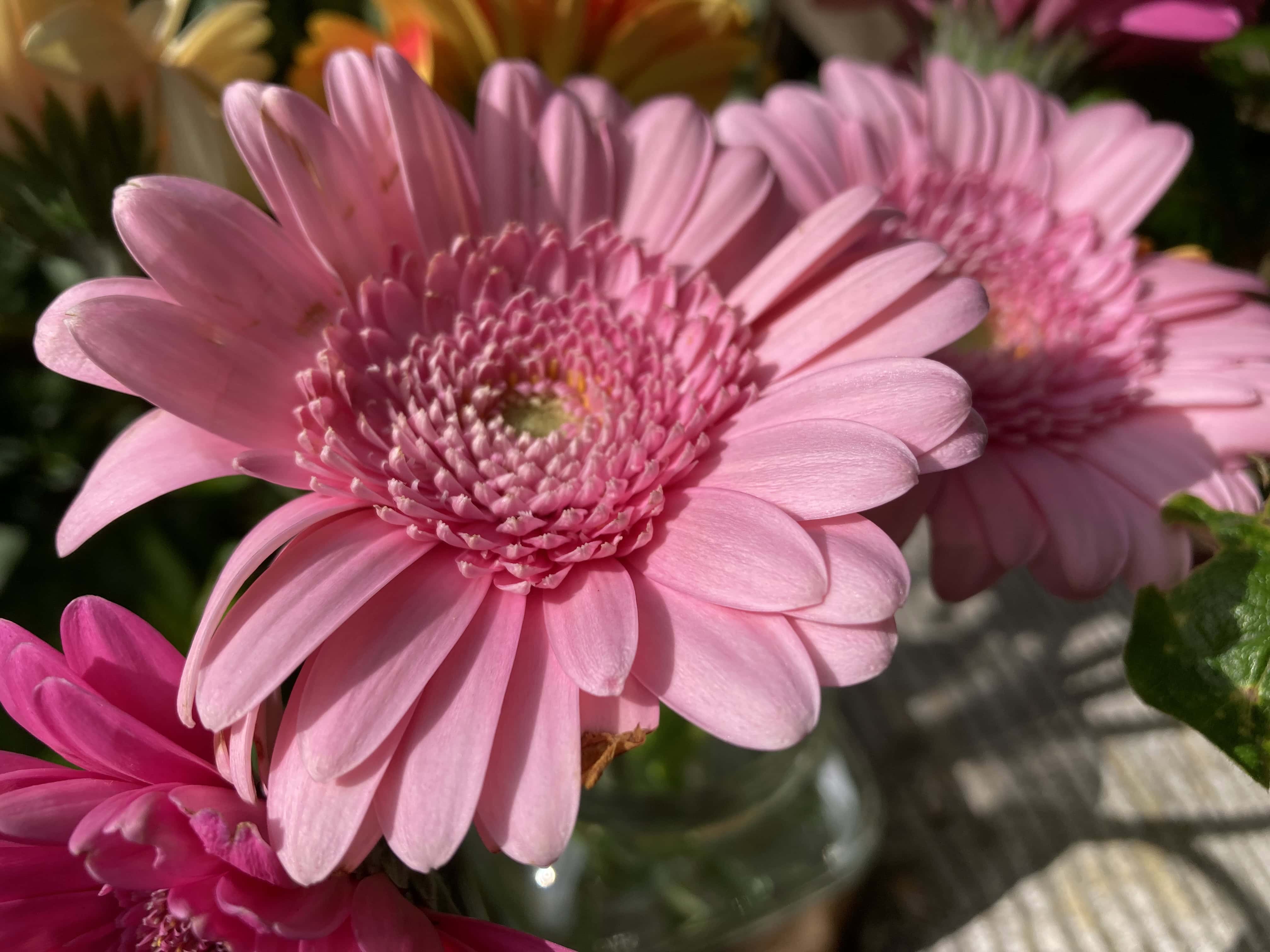 Chinese Asters — FOTD Aug 22
