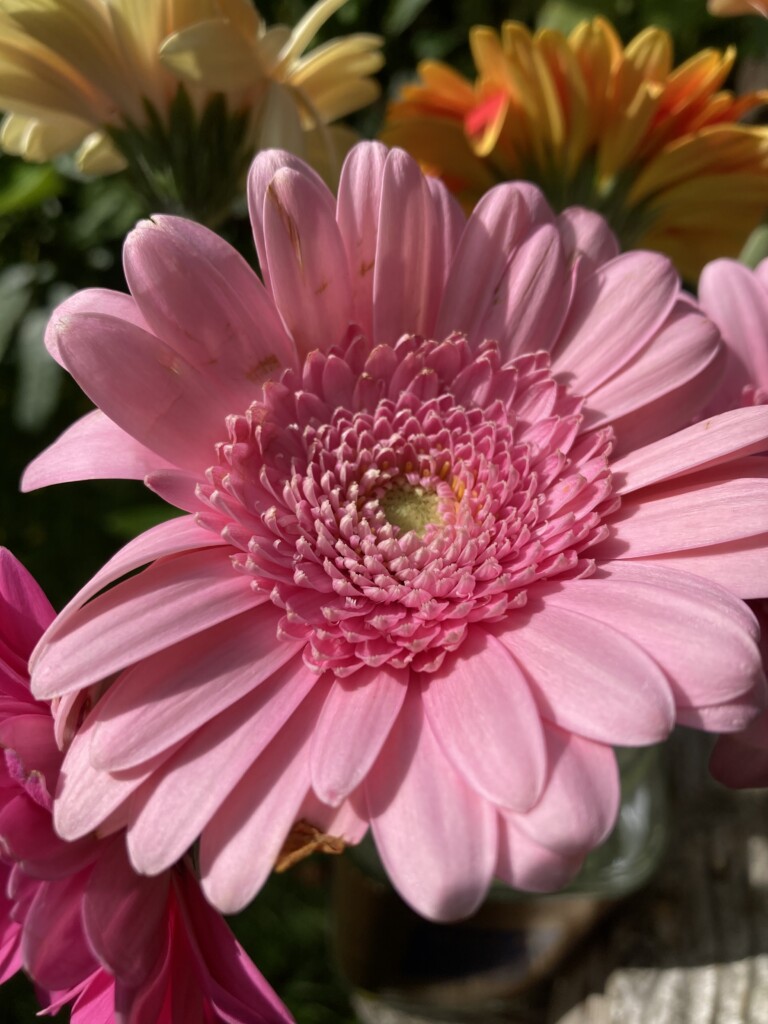Chinese Asters