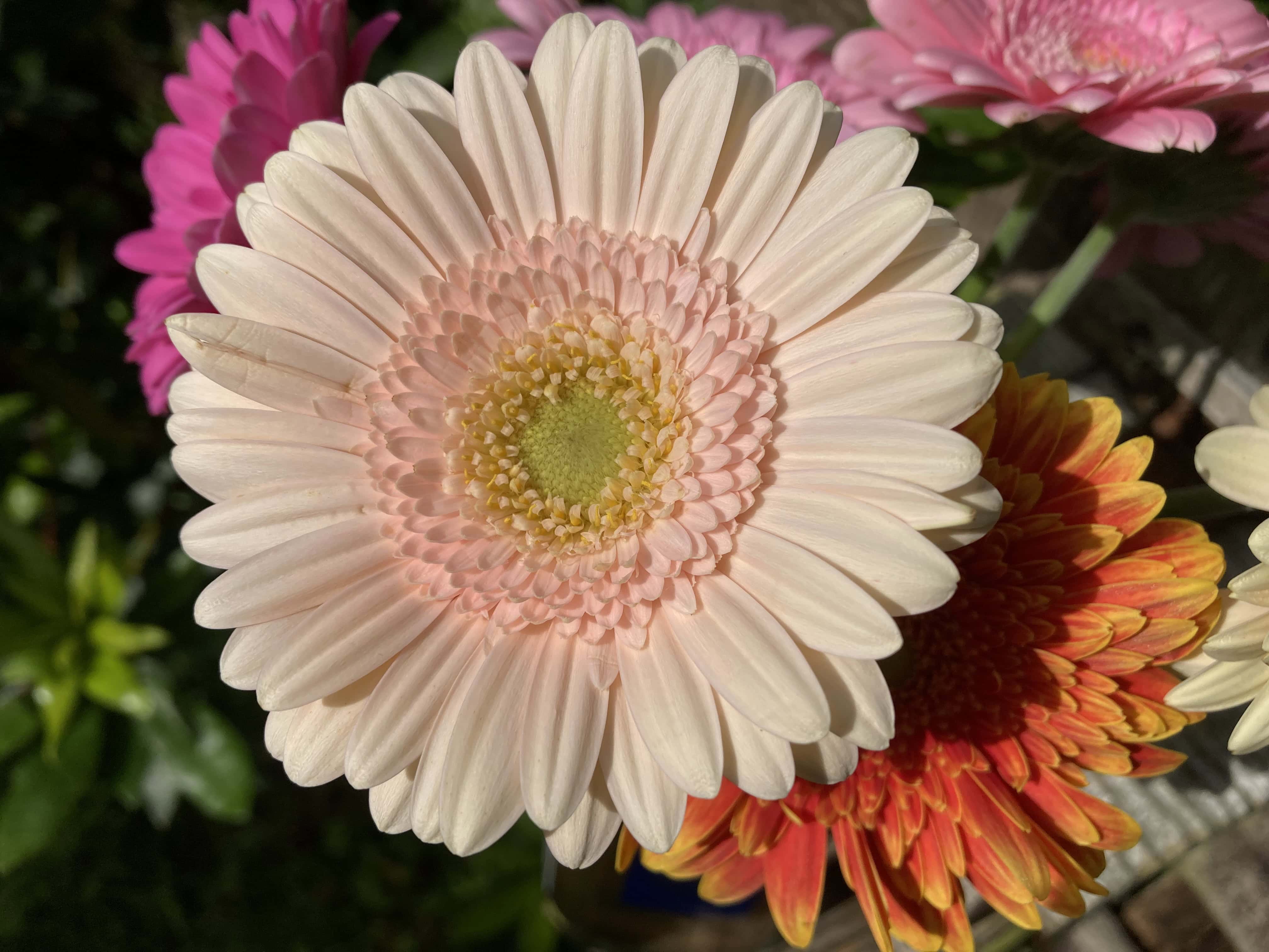 Chinese Asters — FOTD Aug 23