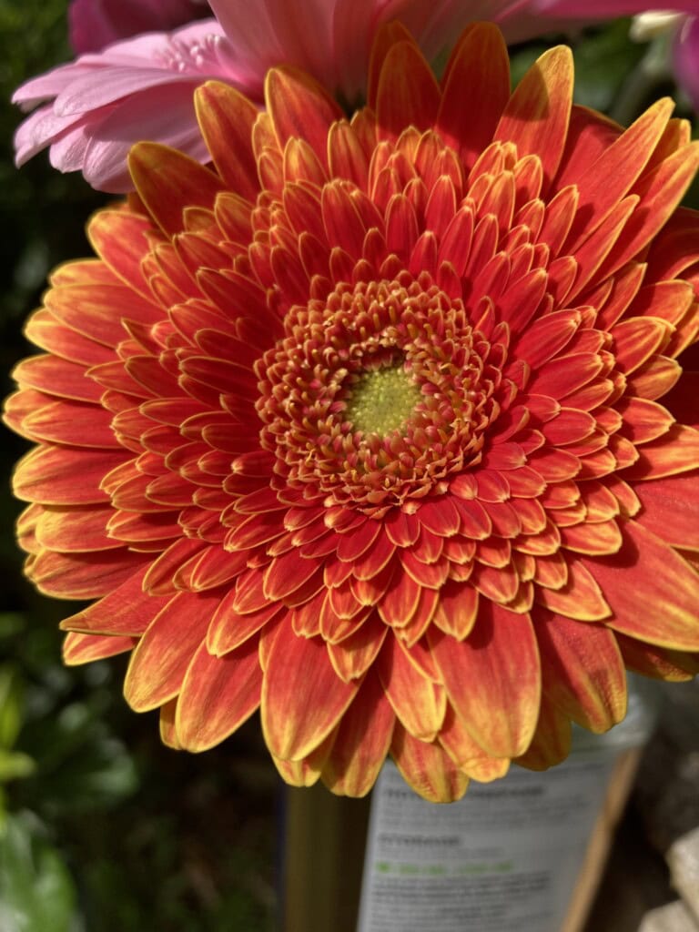 Chinese Asters