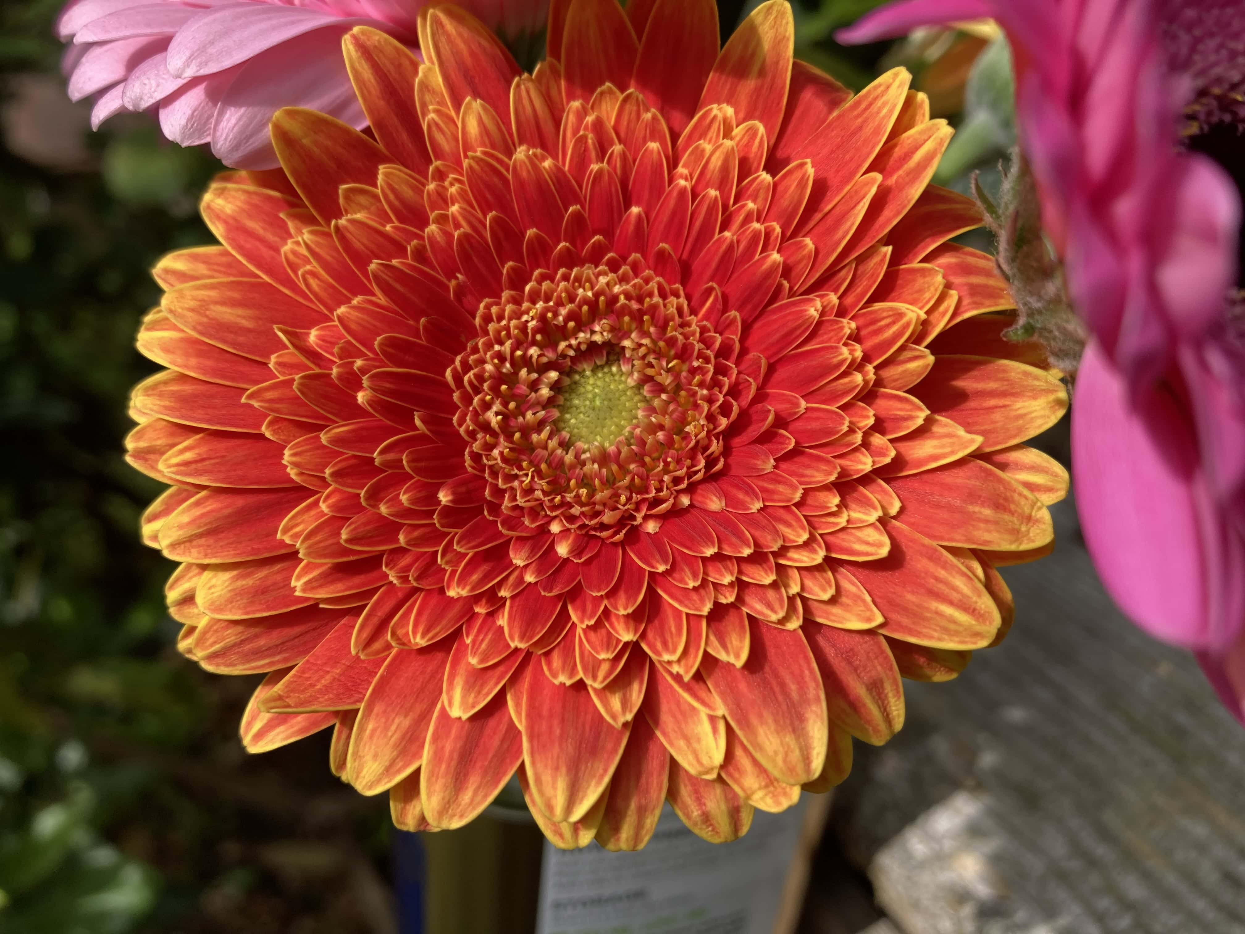Chinese Asters — FOTD Aug 24