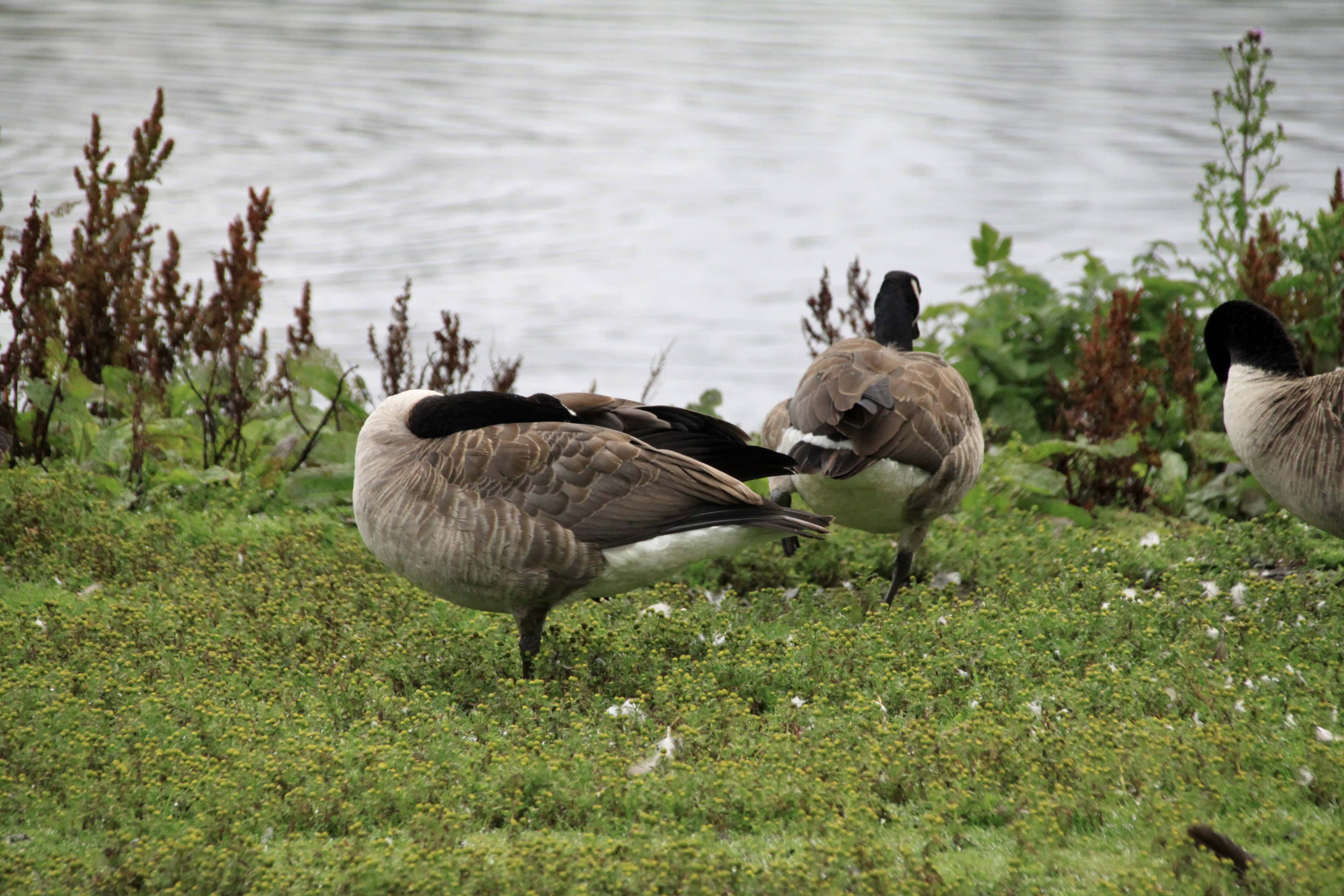 Sleeping Goose — Monday Portrait Aug 14
