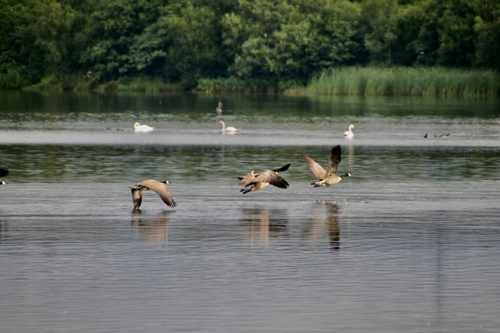 Canada Geese taking flight over Broadwood Loch