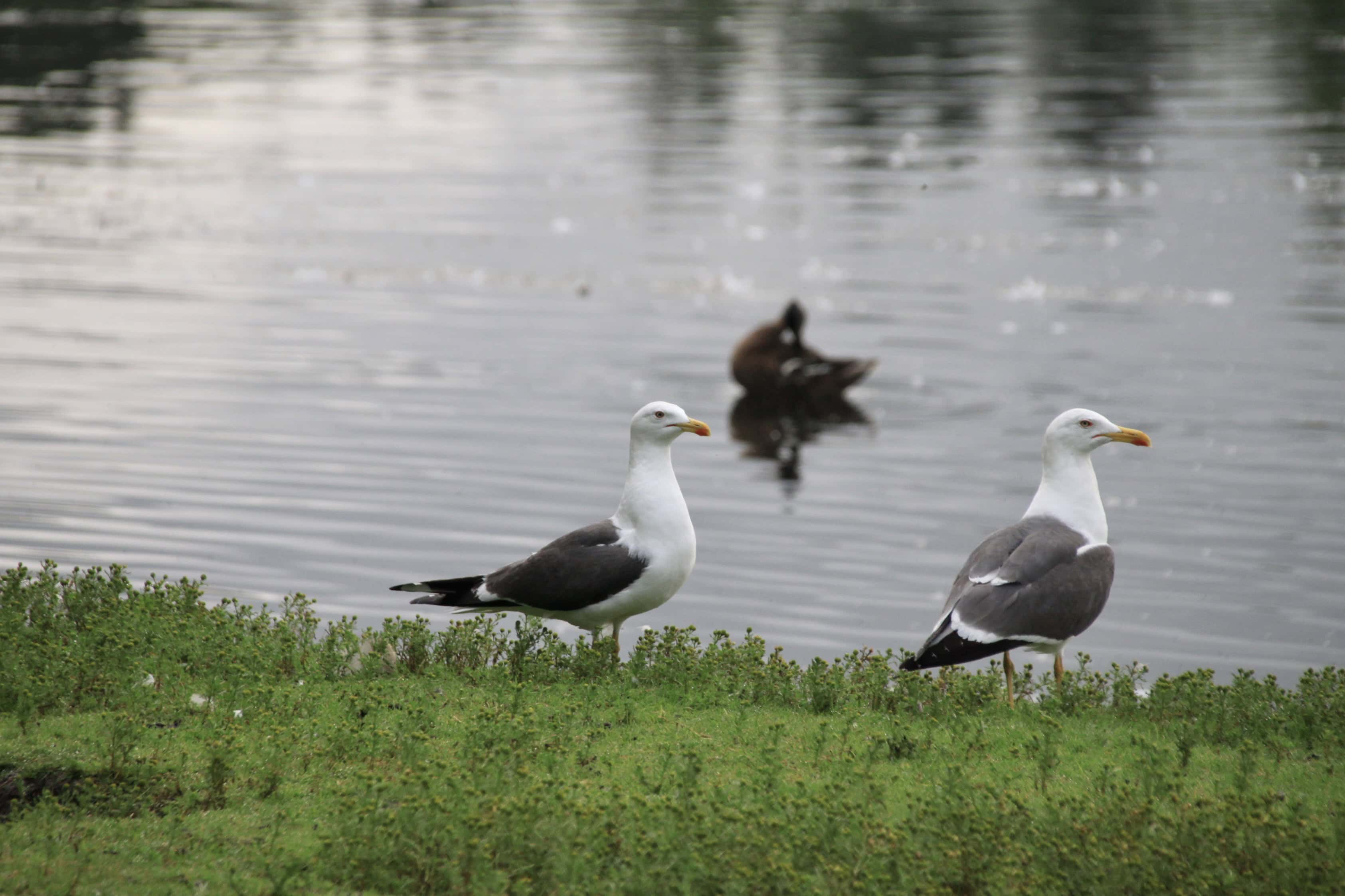 Seagulls — Monday Portrait Aug 07