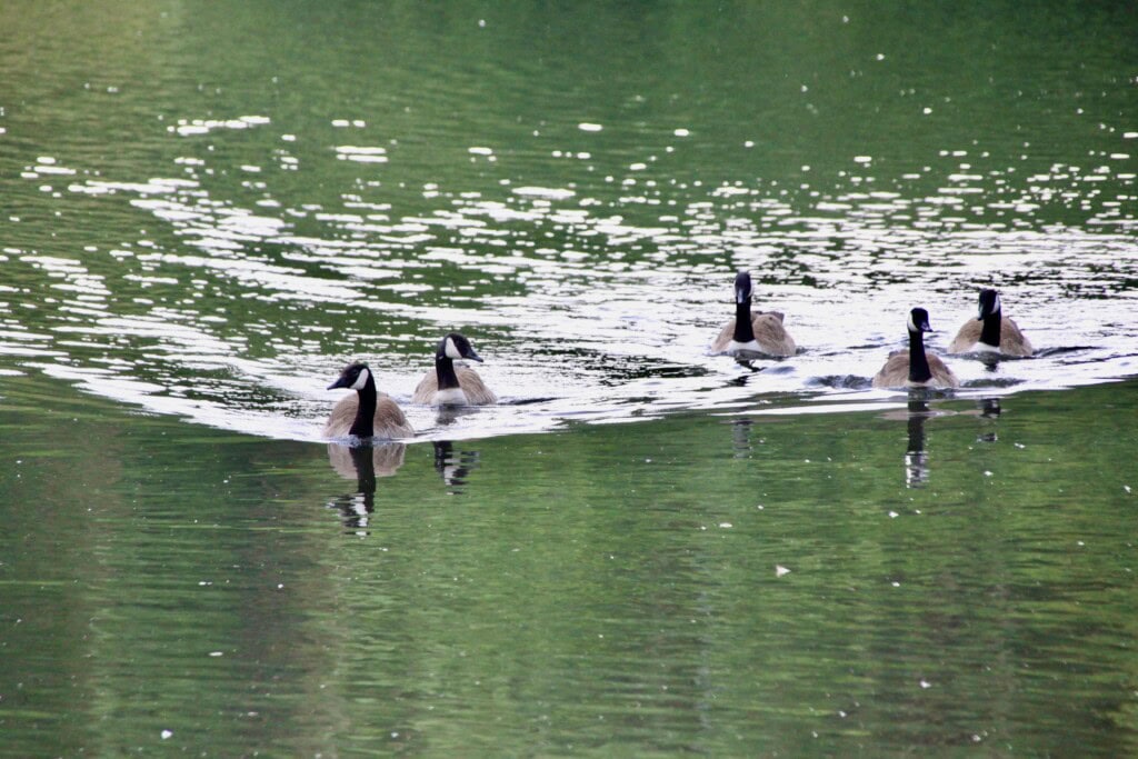 Canada Geese on Broadwood Loch