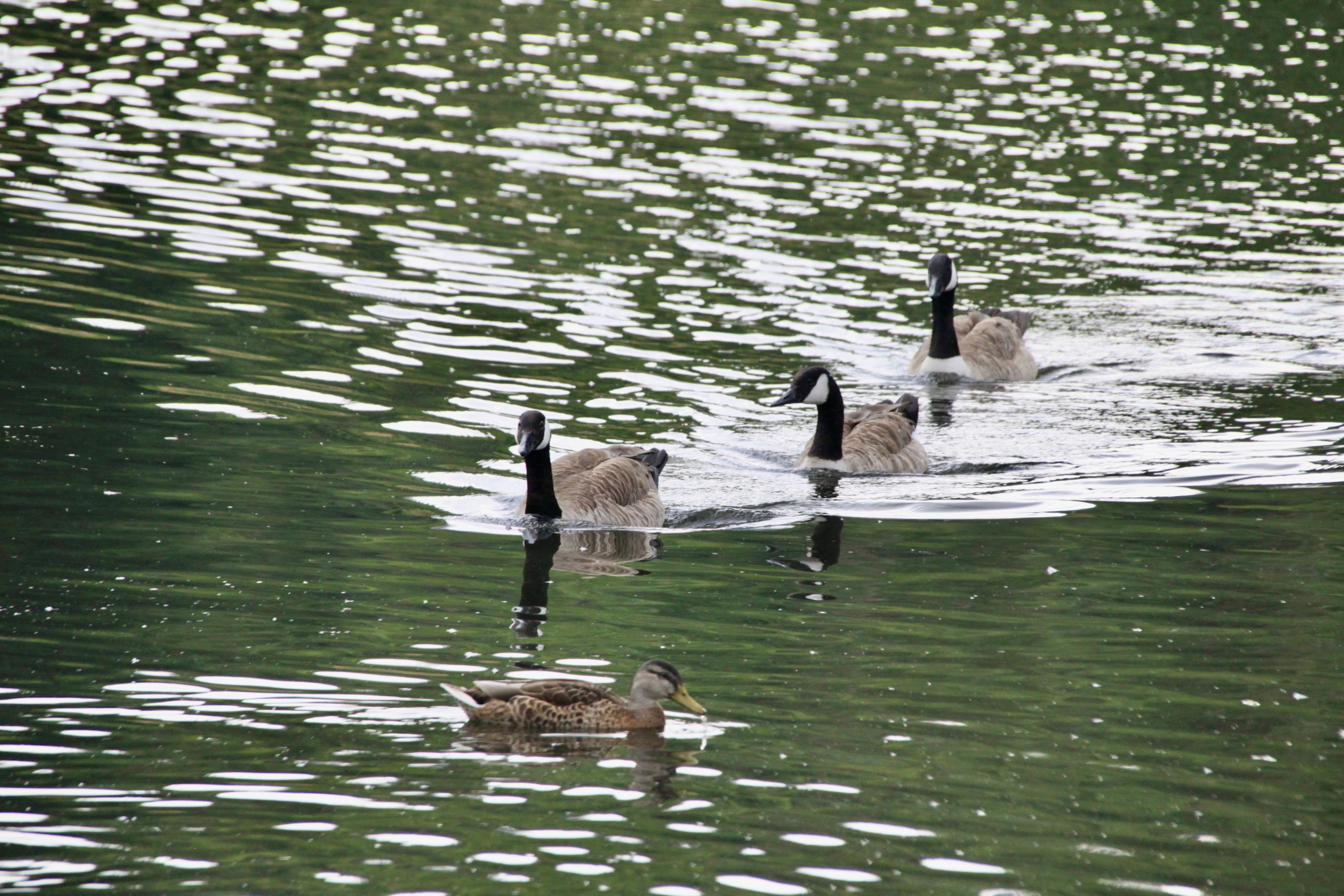A Wee Gaggle  — Thursday Trios
