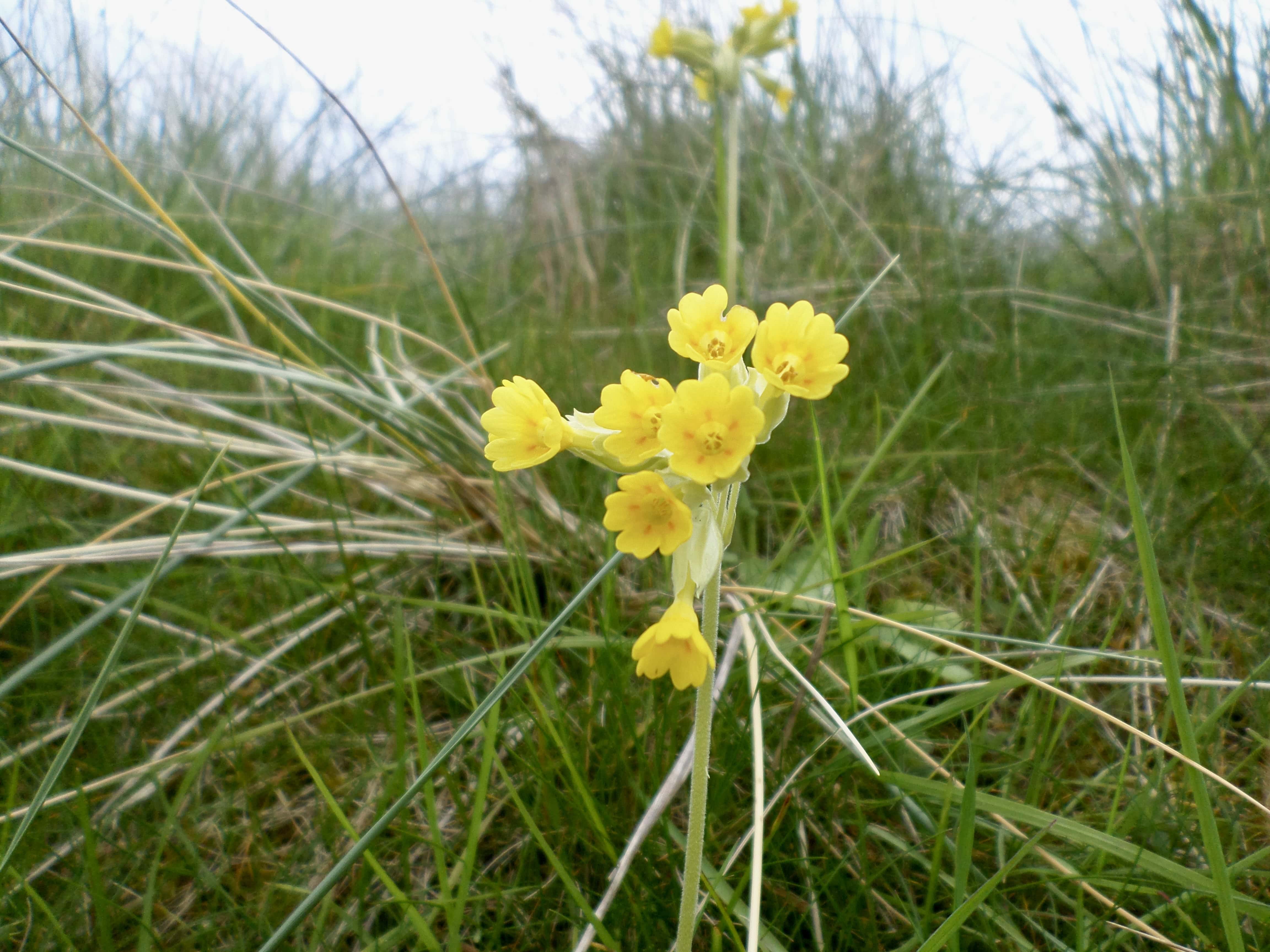 Cowslips — FOTD Aug 25
