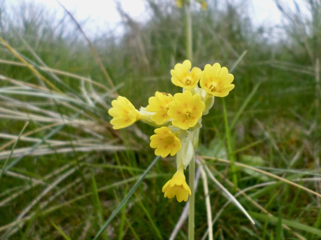 Cowslips