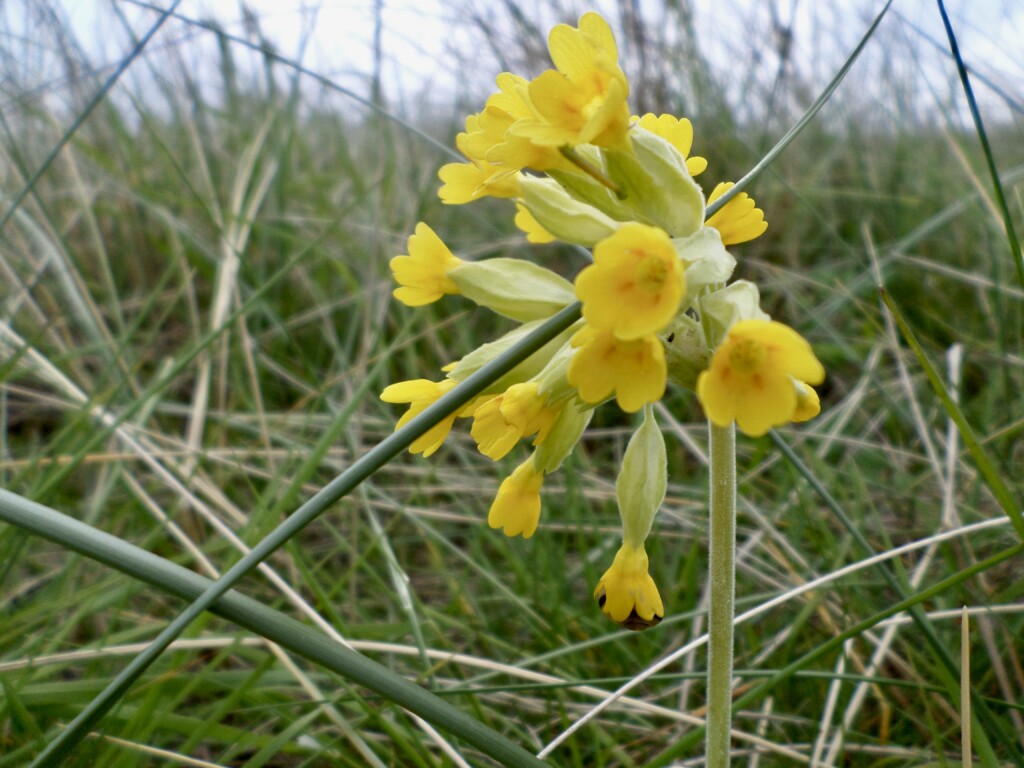 Cowslips