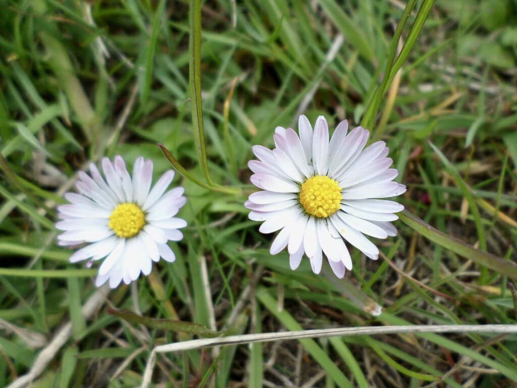 Daisies