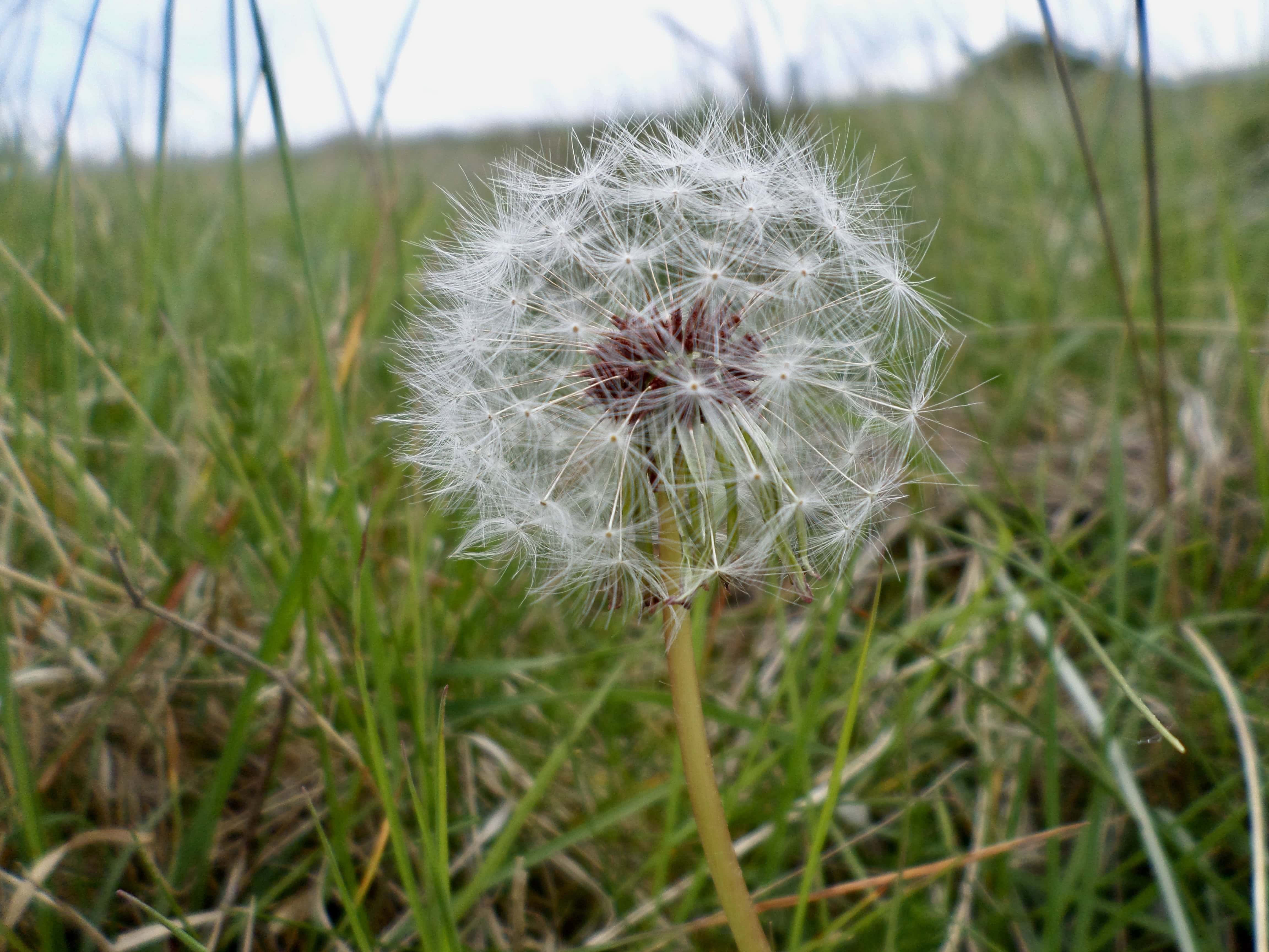 Make a Wish — FOTD Aug 28
