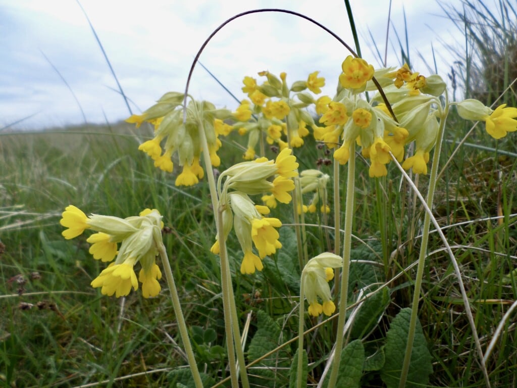 Cowslips