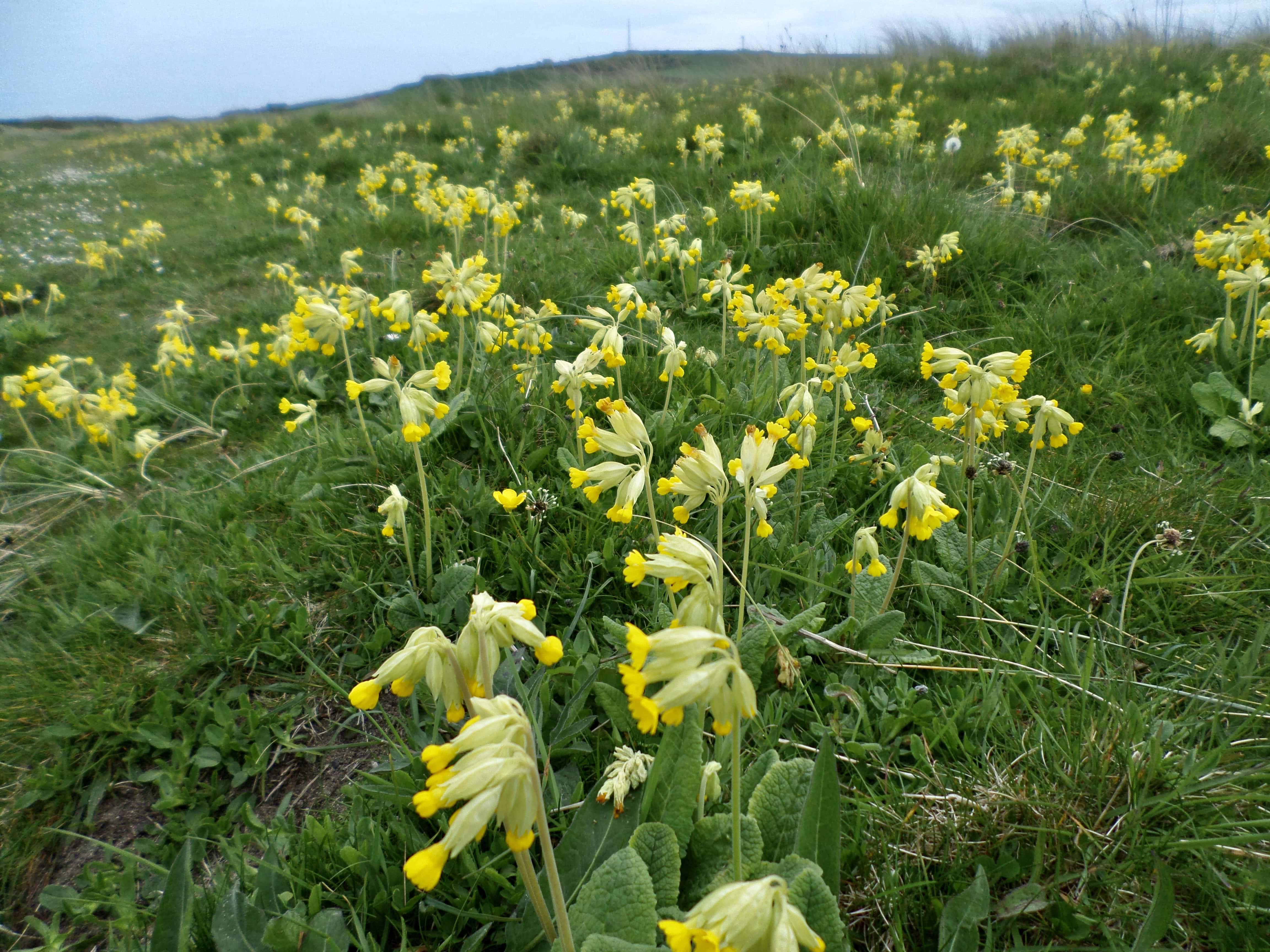 Cowslips — FOTD Aug 26
