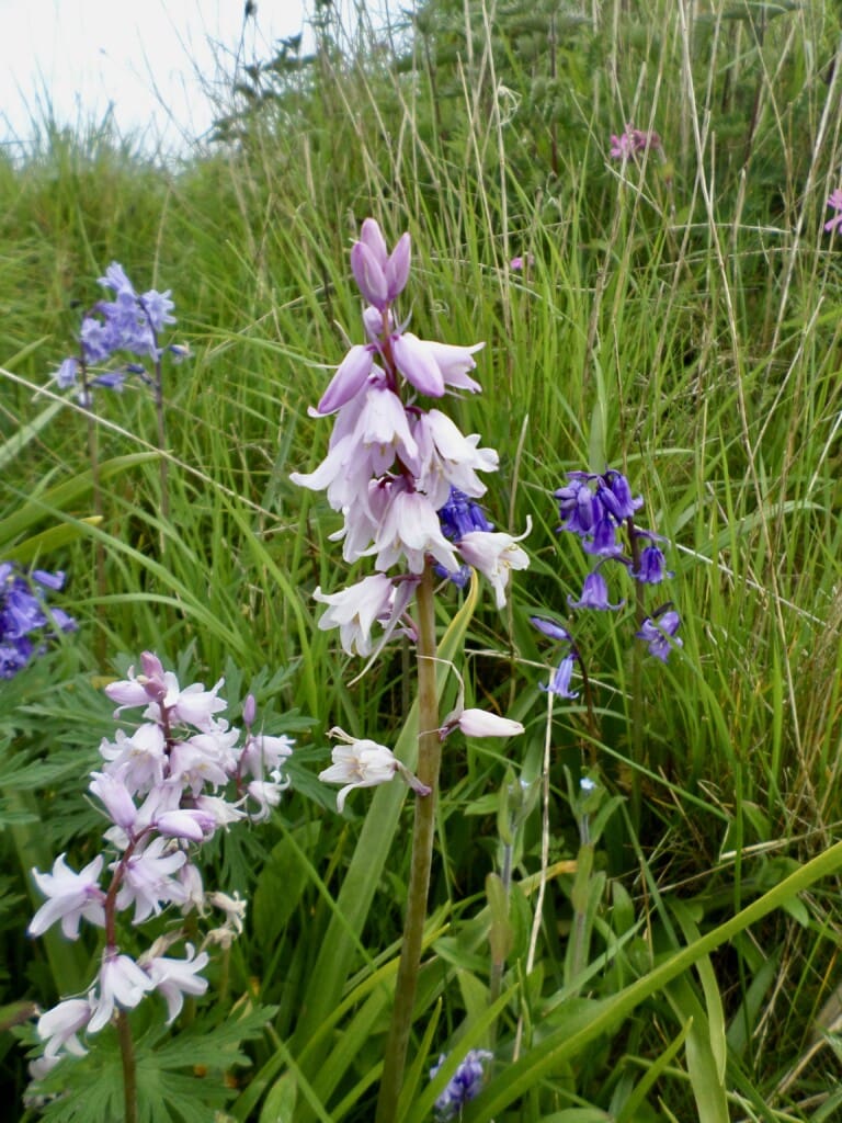 Spanish Bluebells