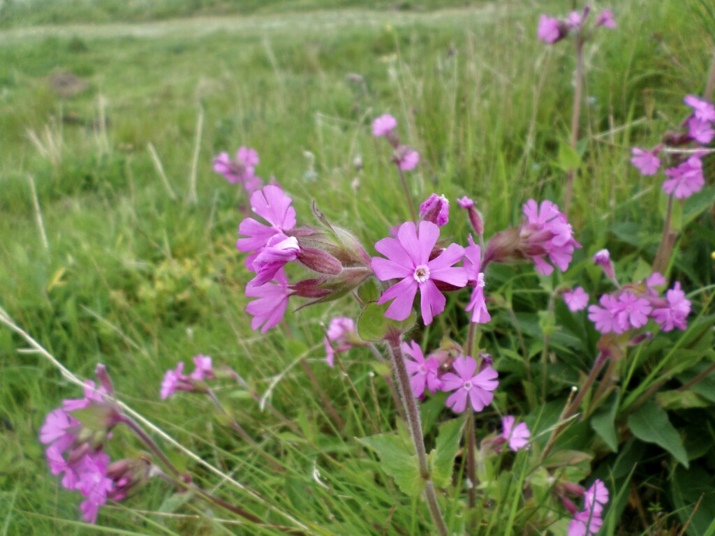 Red Catchfly