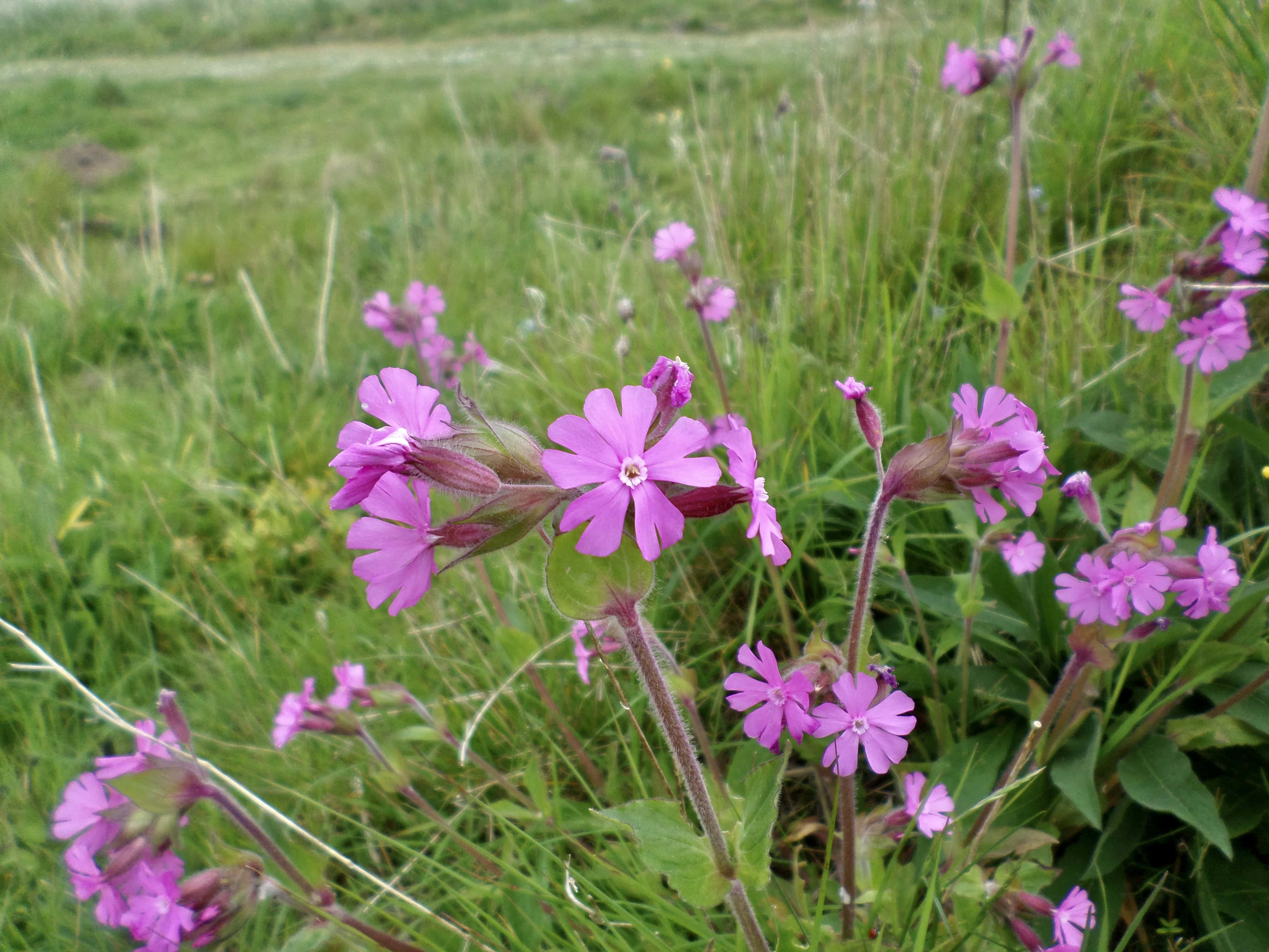 Red Catchfly — FOTD Sep 01