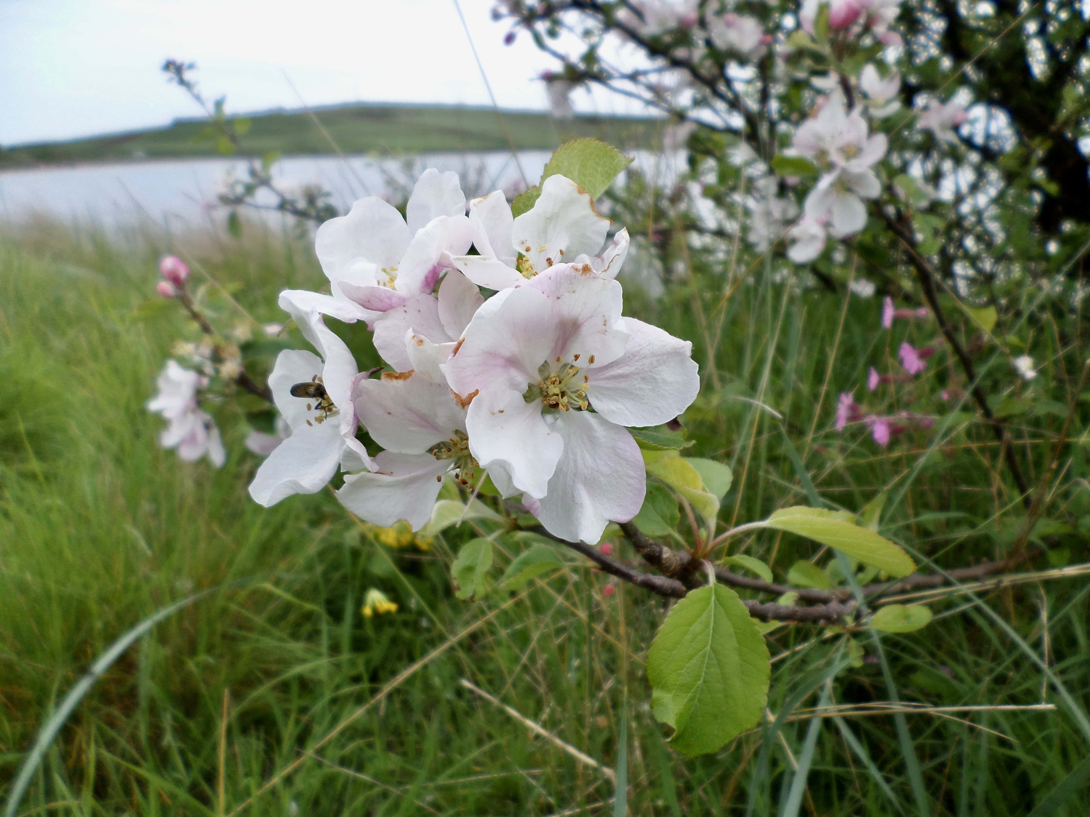 Apple Blossom — FOTD Sep 02