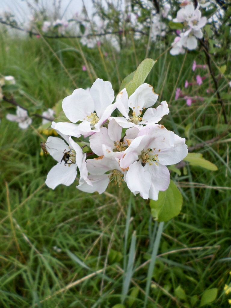 Apple Blossom