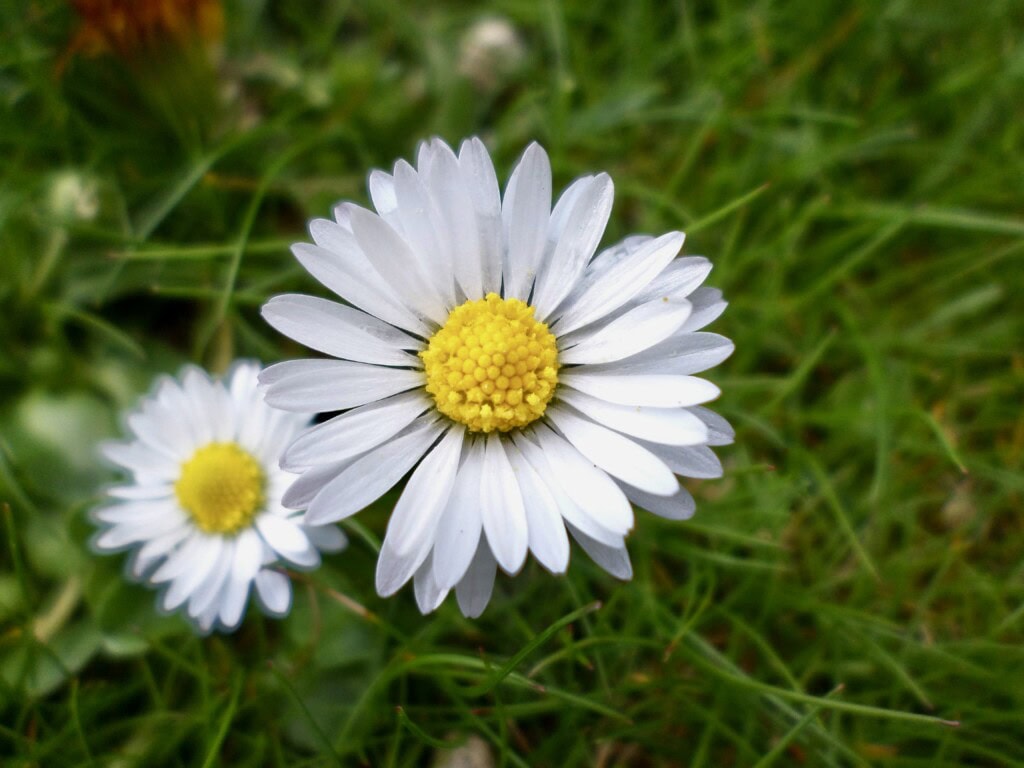 Daisy