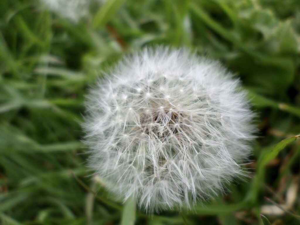 Dandelion Seedhead