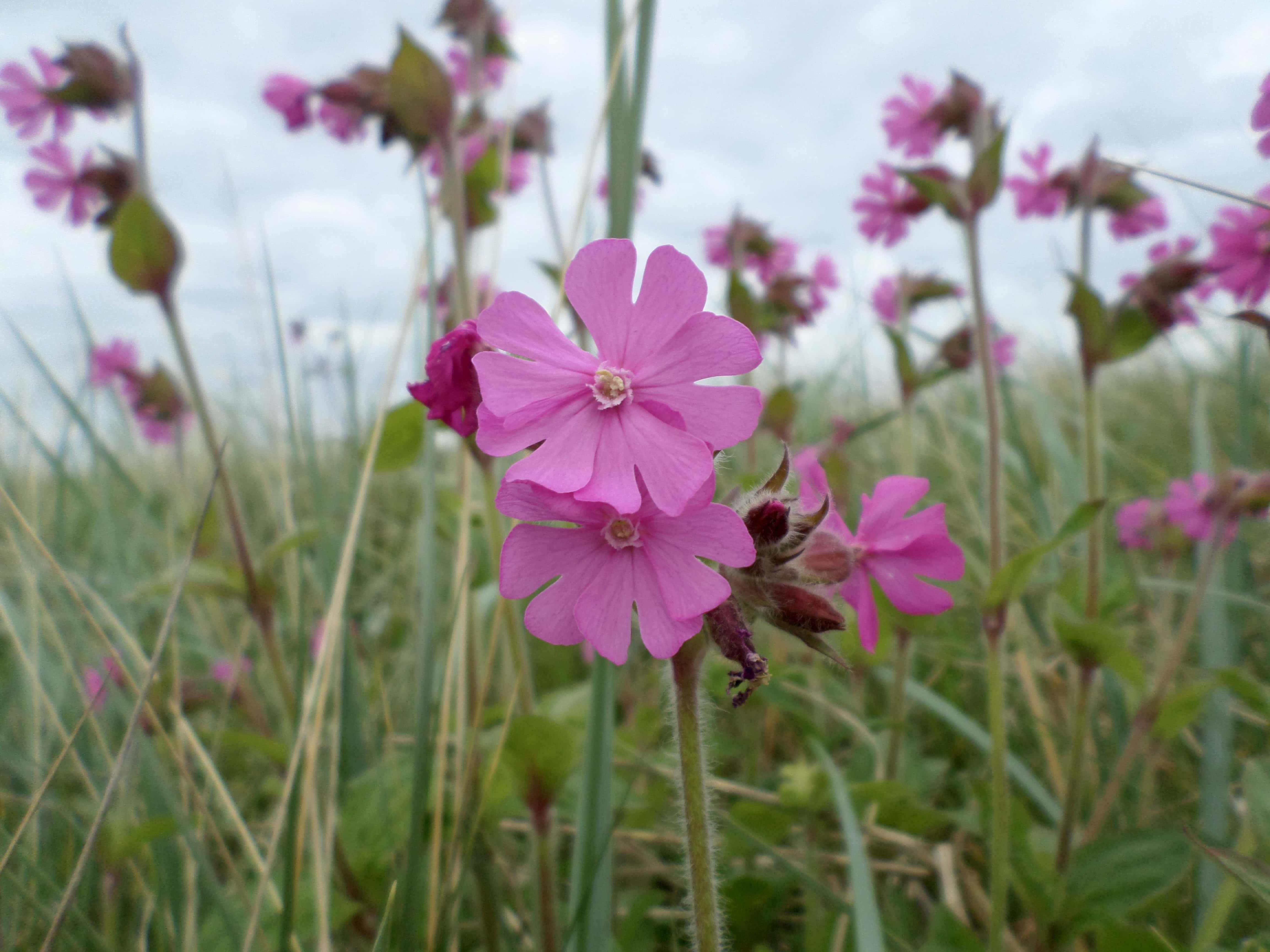 Red Catchfly — FOTD Sep 11